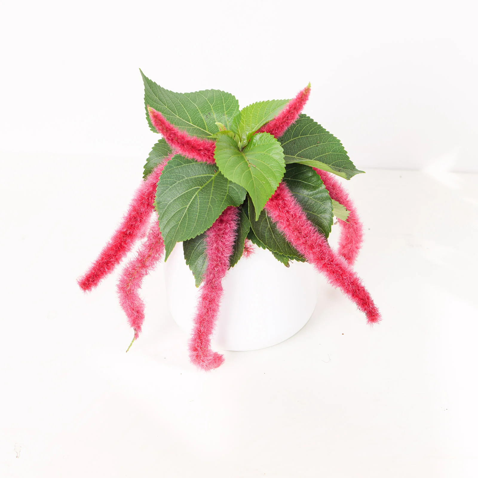 Acalypha Hispida