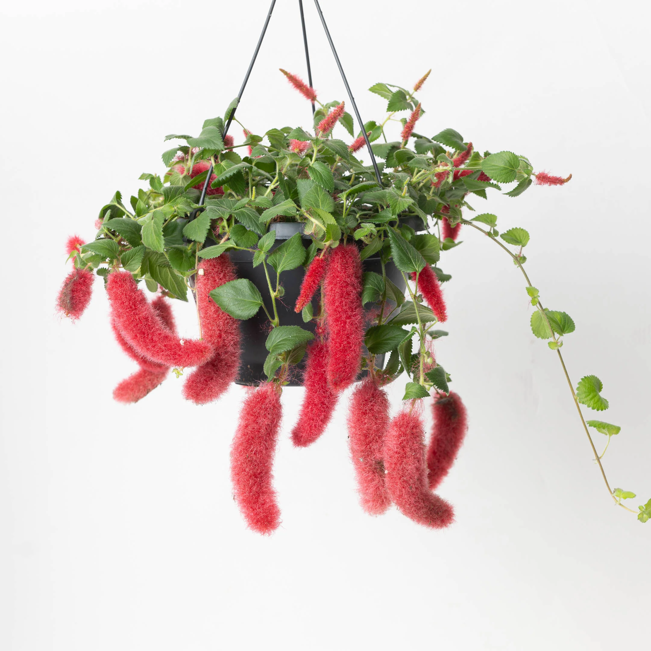 Acalypha Hispida - Image 2