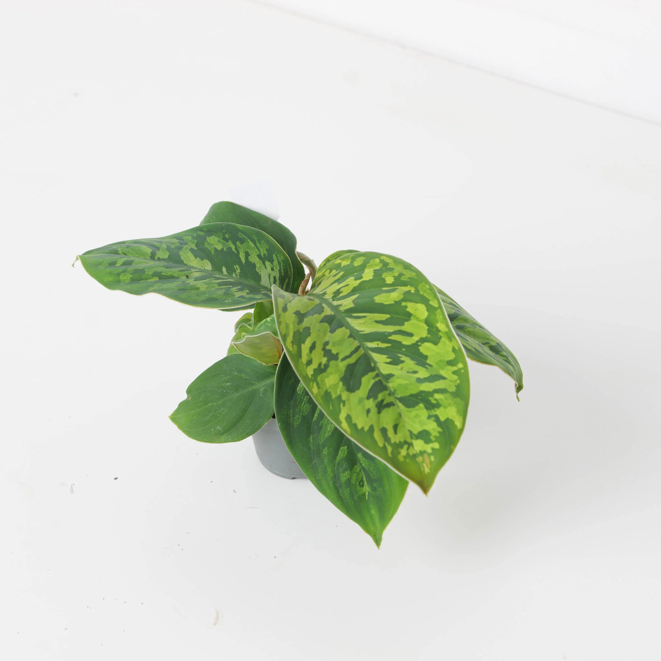 Adelonema Wallisii Camoflouge - Image 3