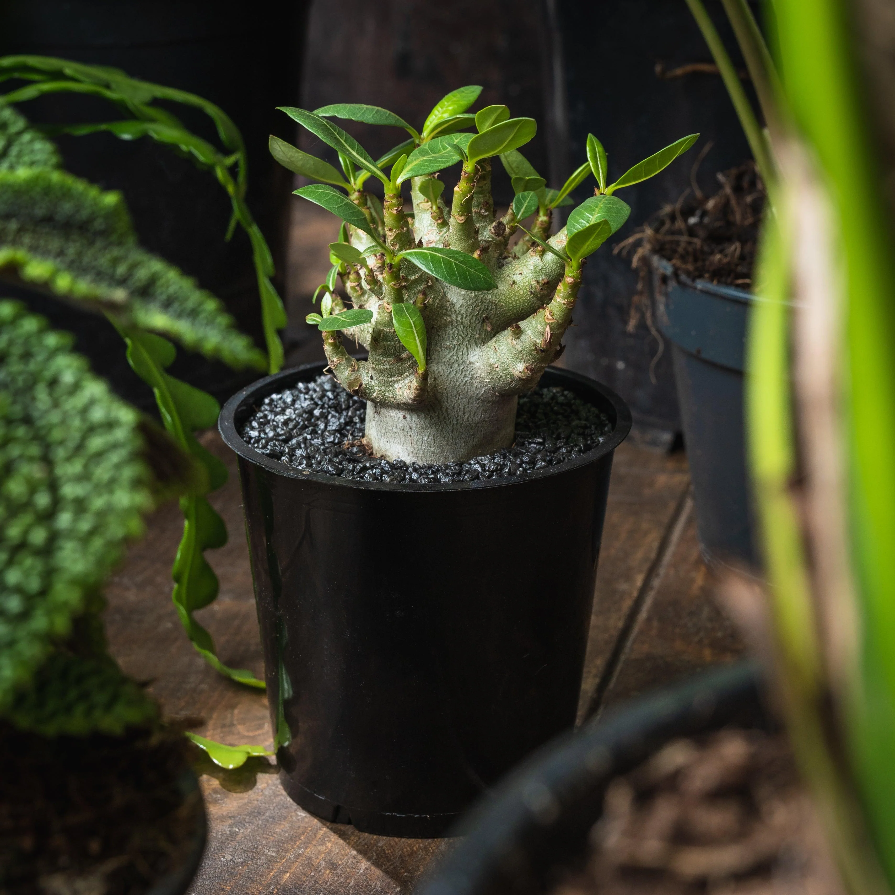 Adenium arabicum Baobab - Image 3