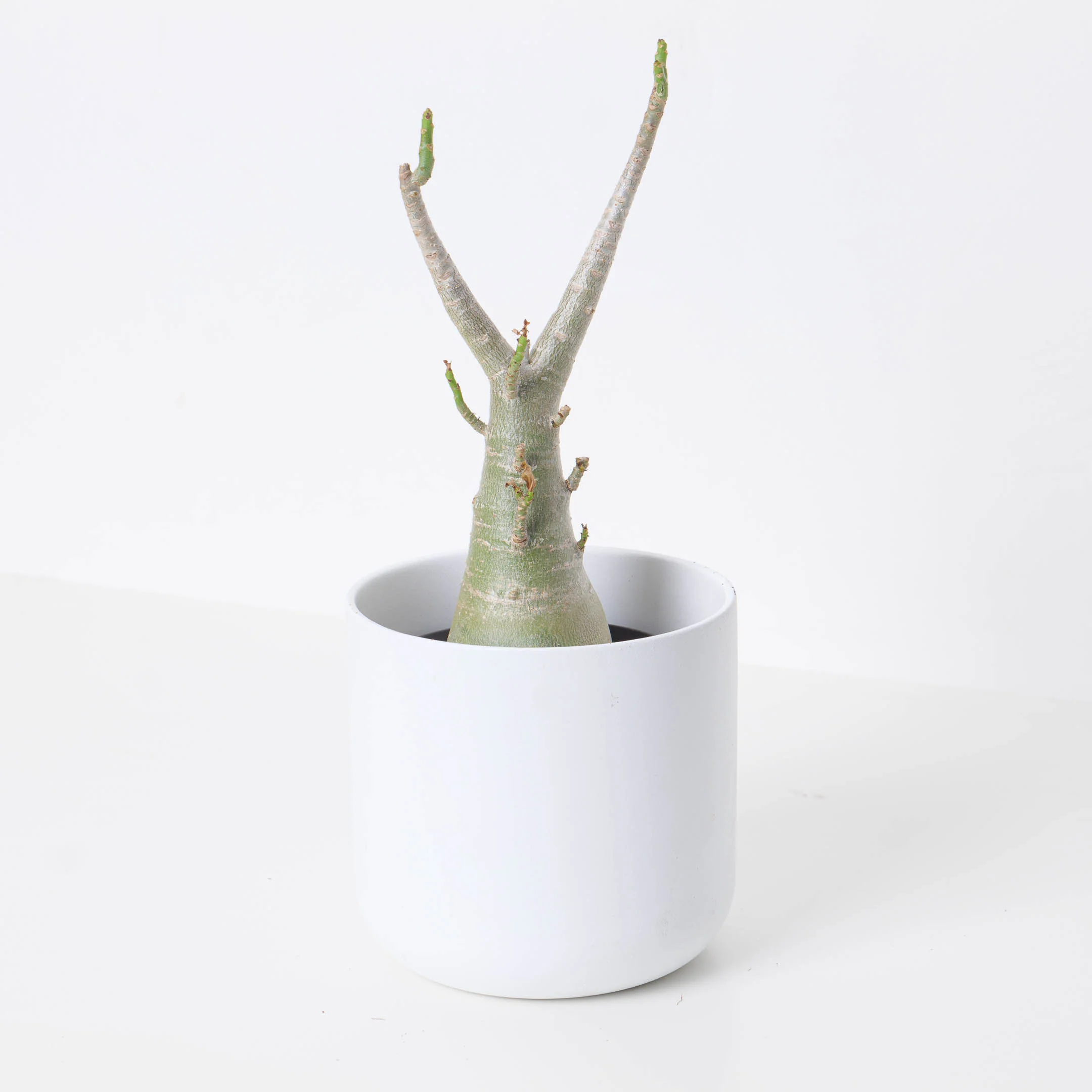 Adenium arabicum Baobab - Image 4