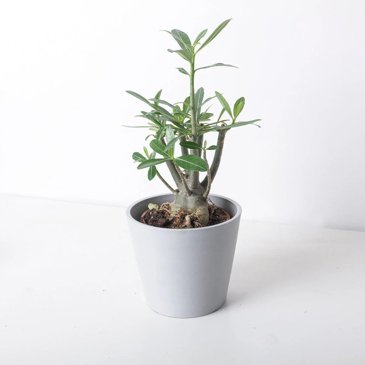 Adenium Obesum | Desert Rose - Image 3