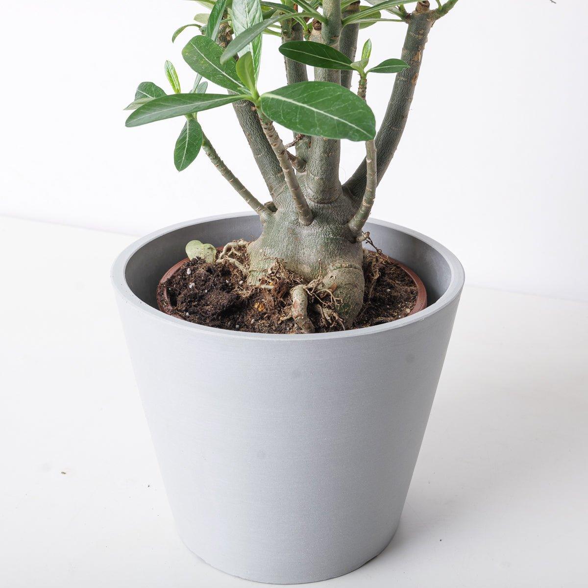 Adenium Obesum | Desert Rose - Image 4