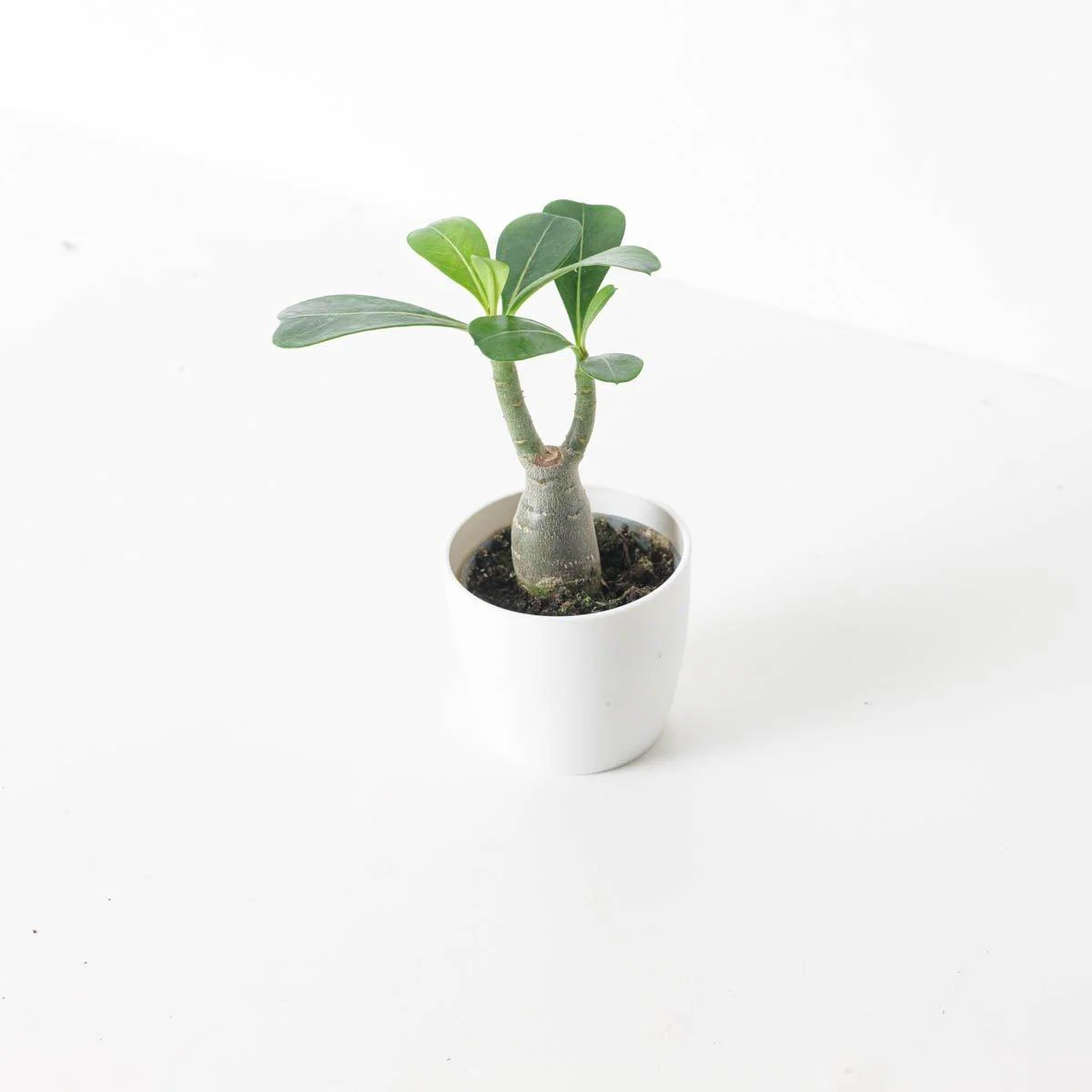 Adenium Obesum | Desert Rose - Image 5