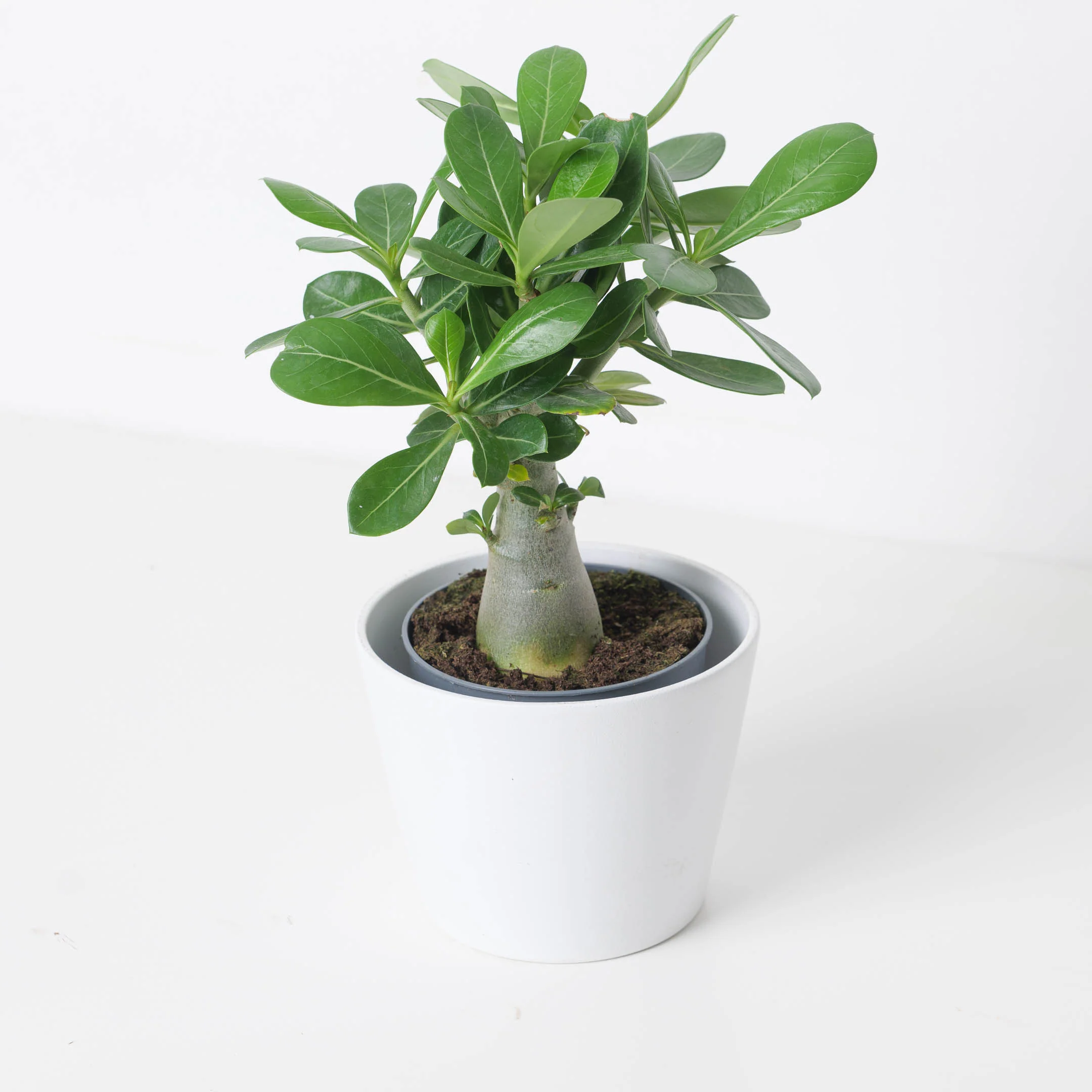 Adenium Obesum | Desert Rose - Image 6