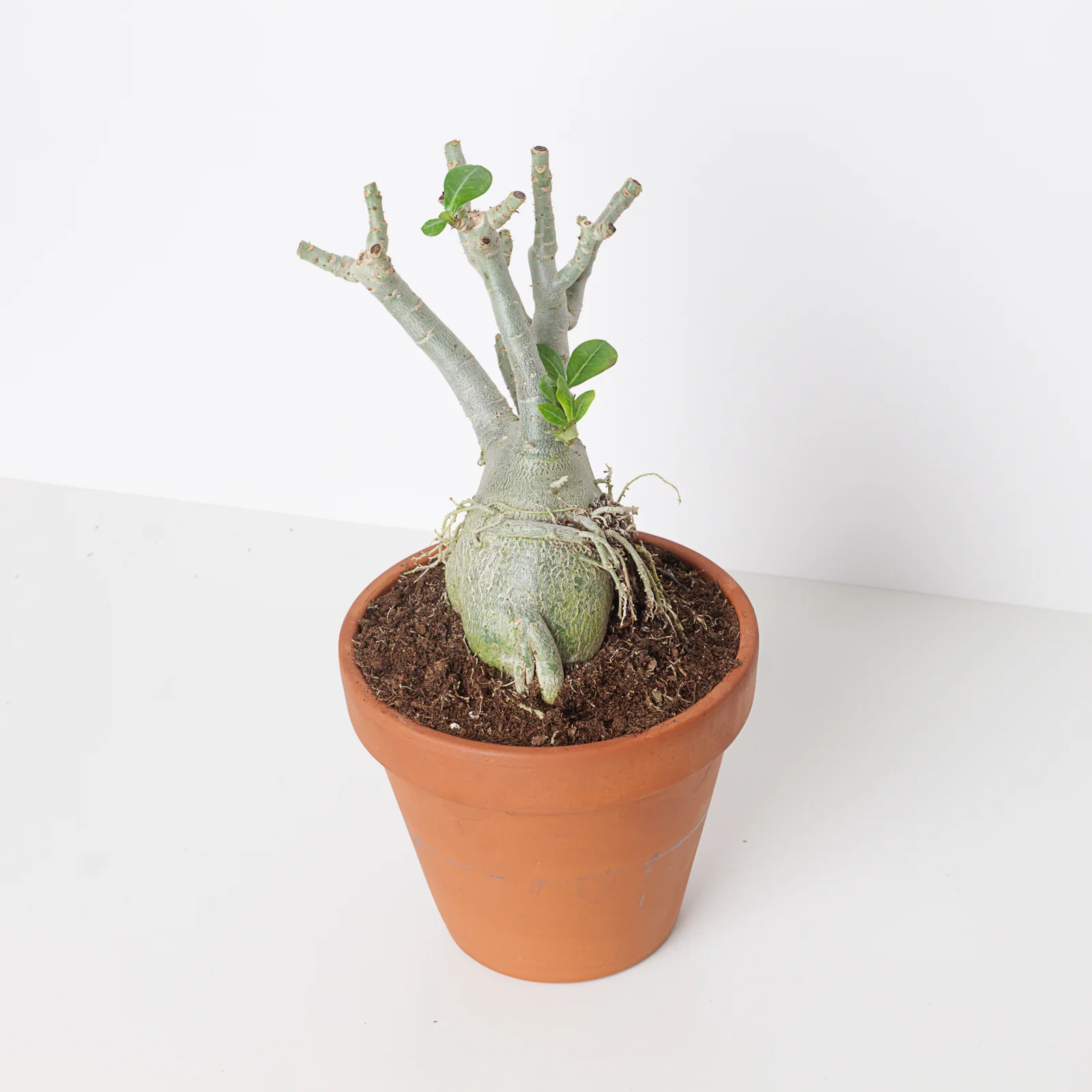 Adenium Obesum | Desert Rose - Image 7