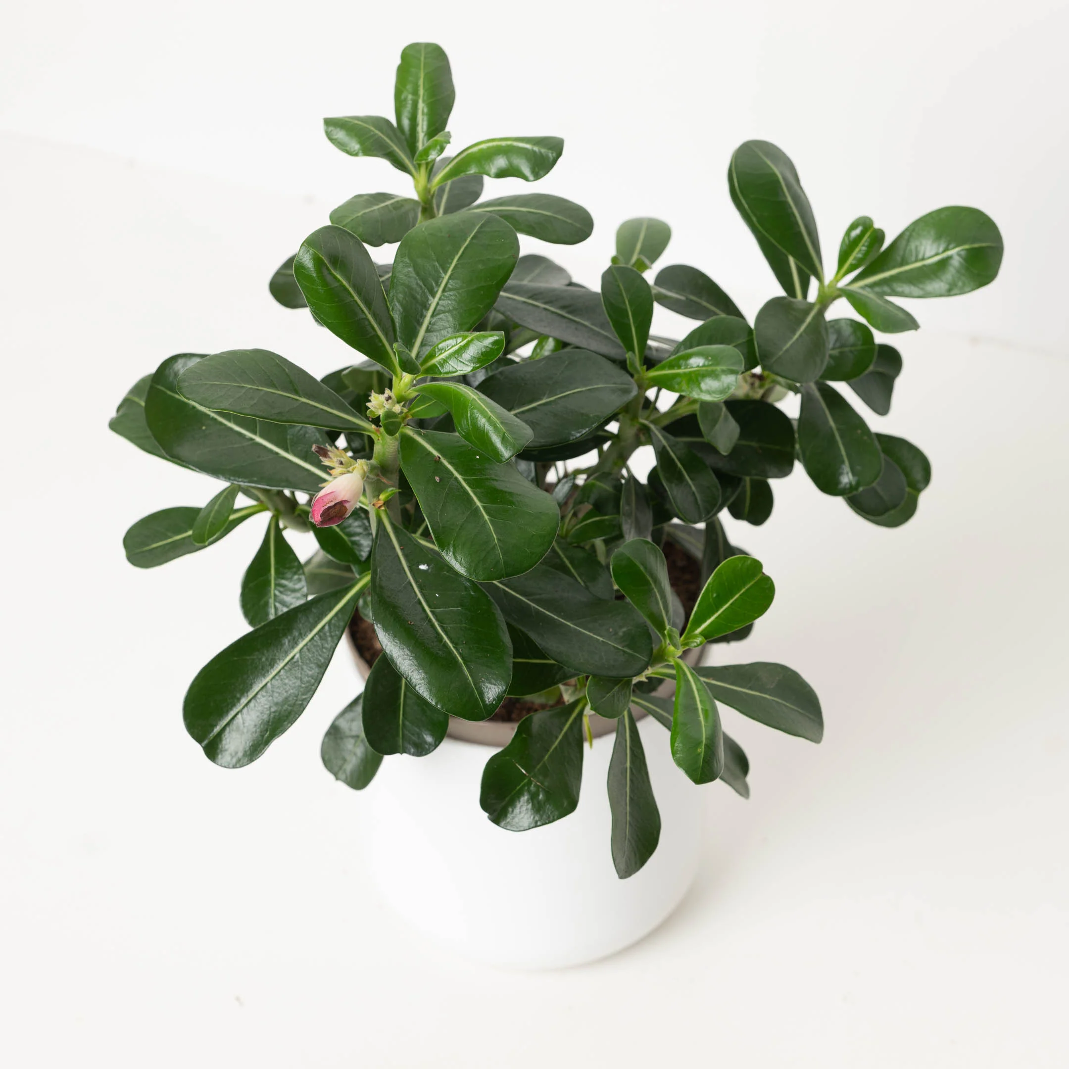 Adenium Obesum 'Anouk Red'  | Desert Rose