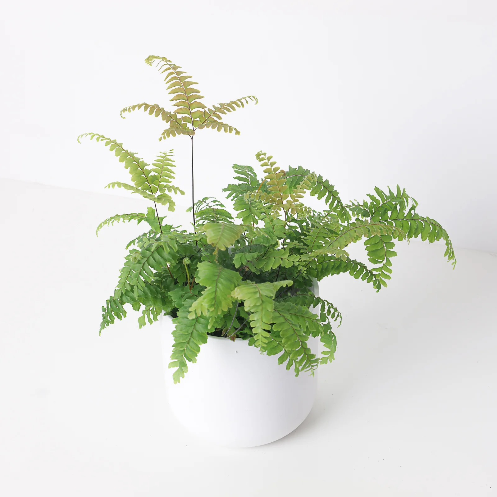 Adiantum tenerum 'Scutum Roseum' | Pink Maidenhair Fern