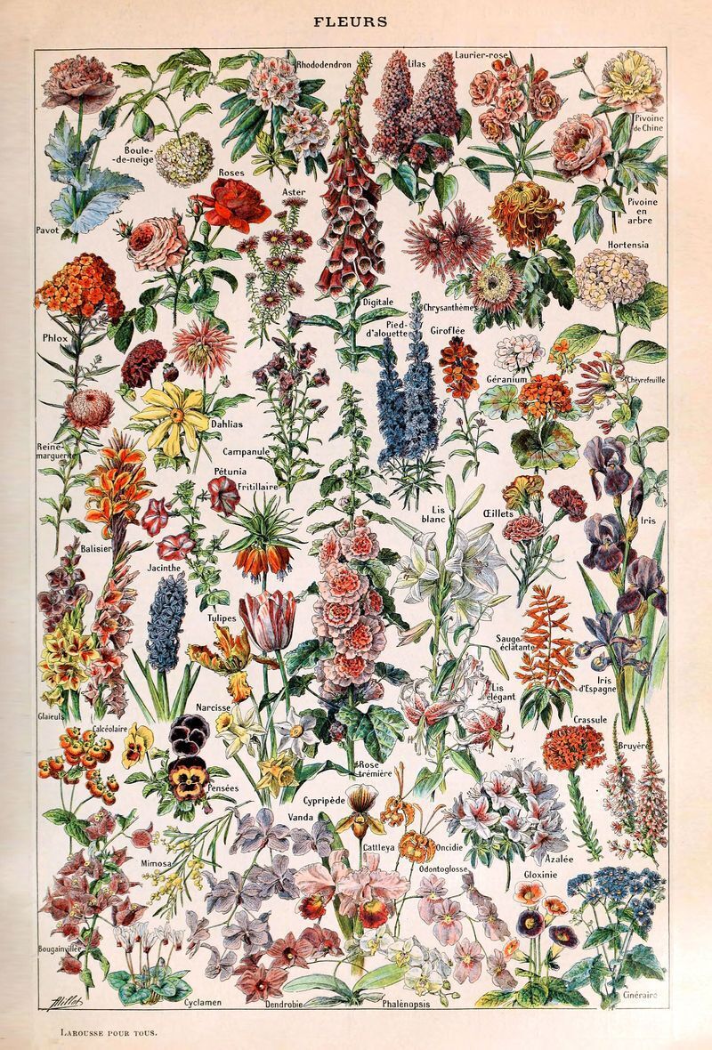 Adolphe Millot Vintage Botanical Art Tote Bag - Image 2