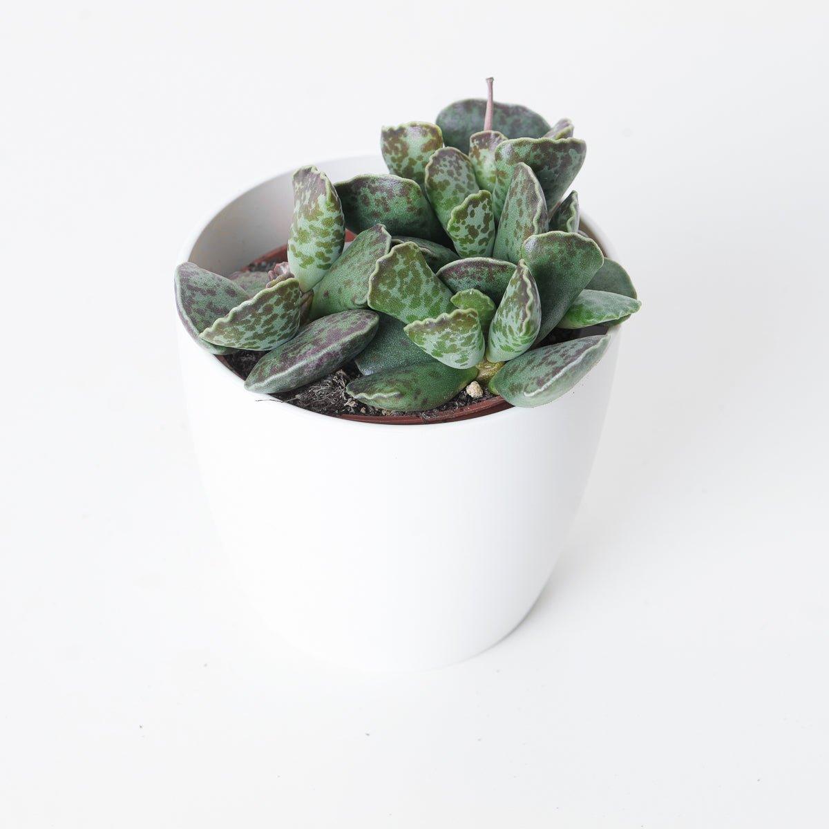 Adromischus cooperii