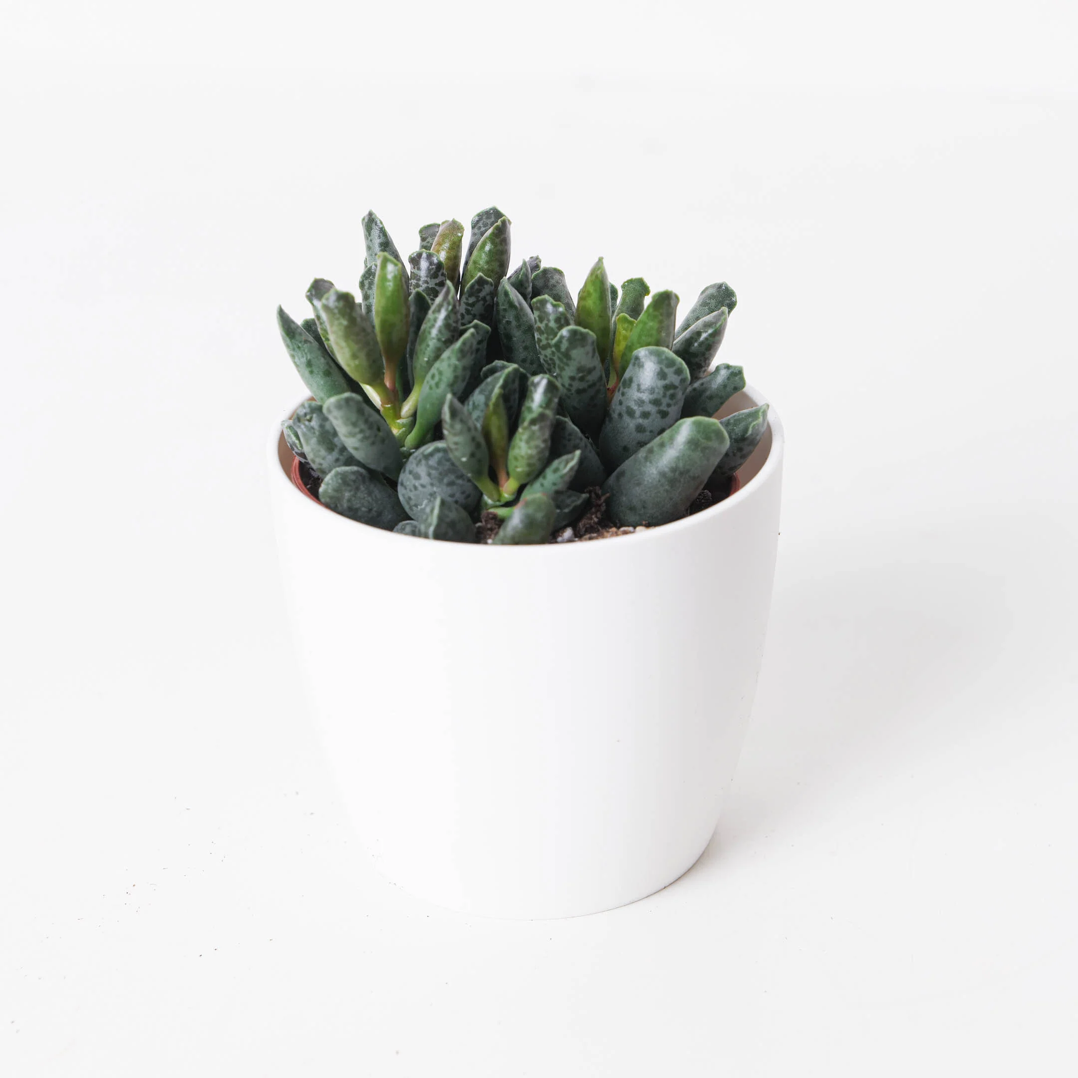 Adromischus cooperii 'Small Form'