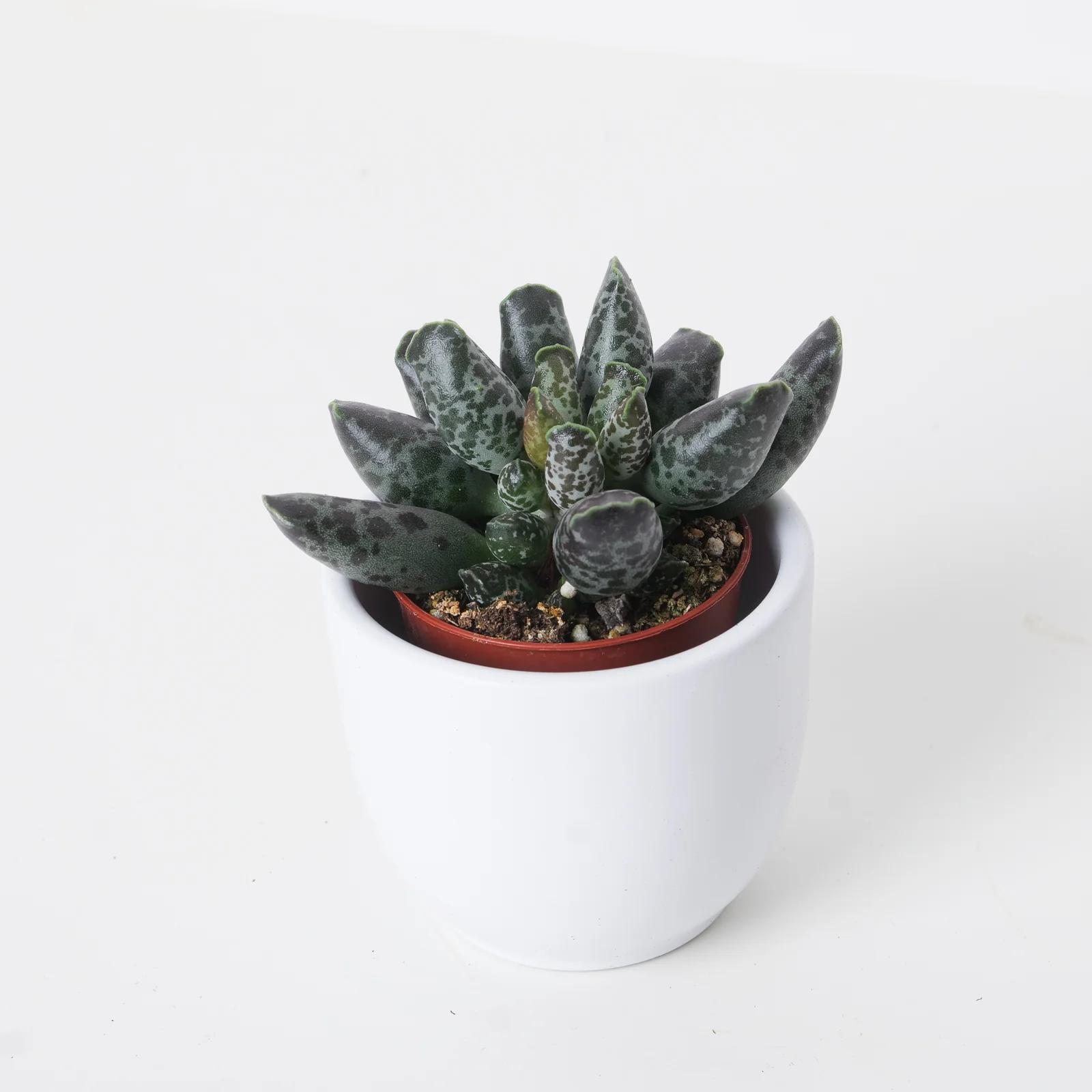 Adromischus cooperii var. festivus