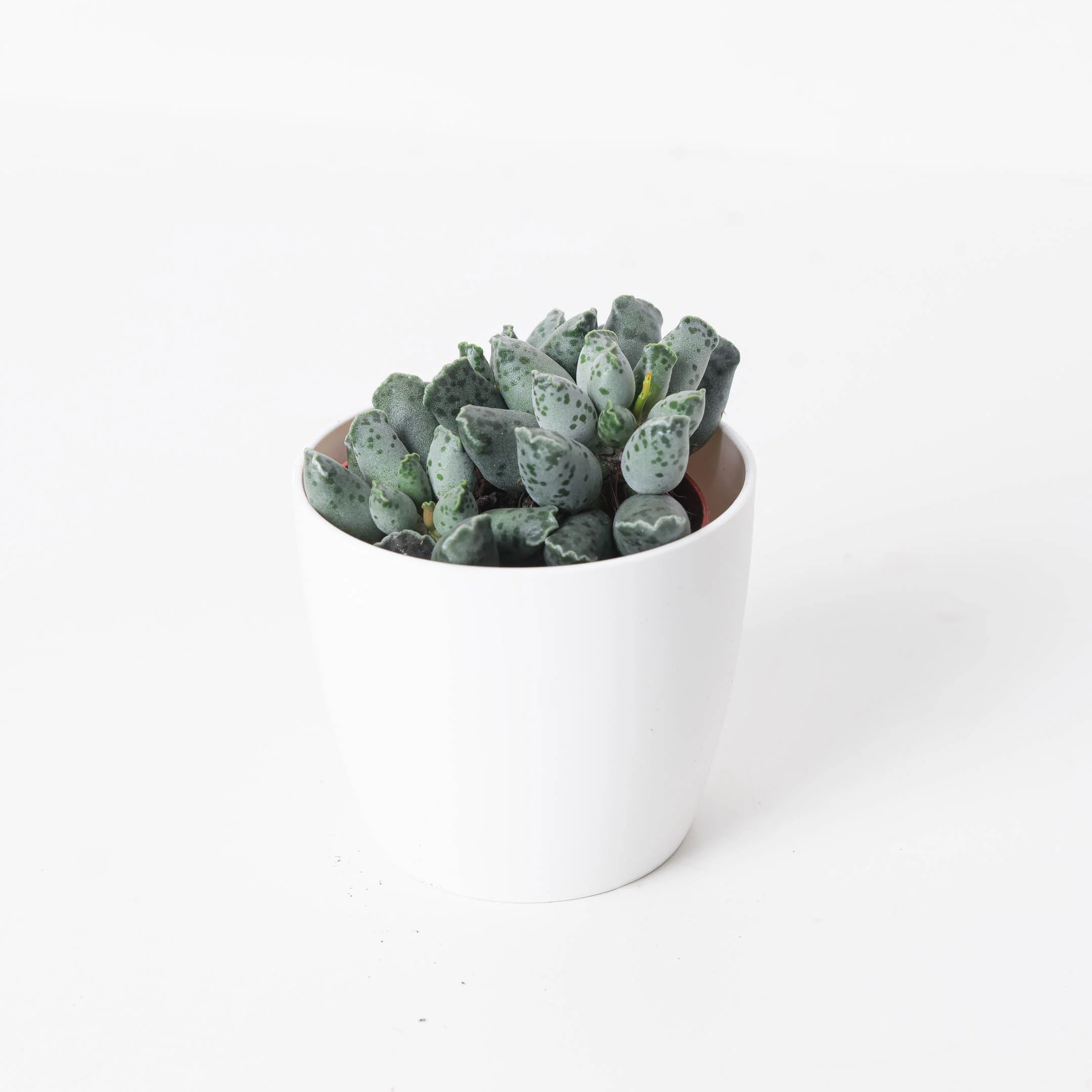 Adromischus cooperii var. festivus - Image 2