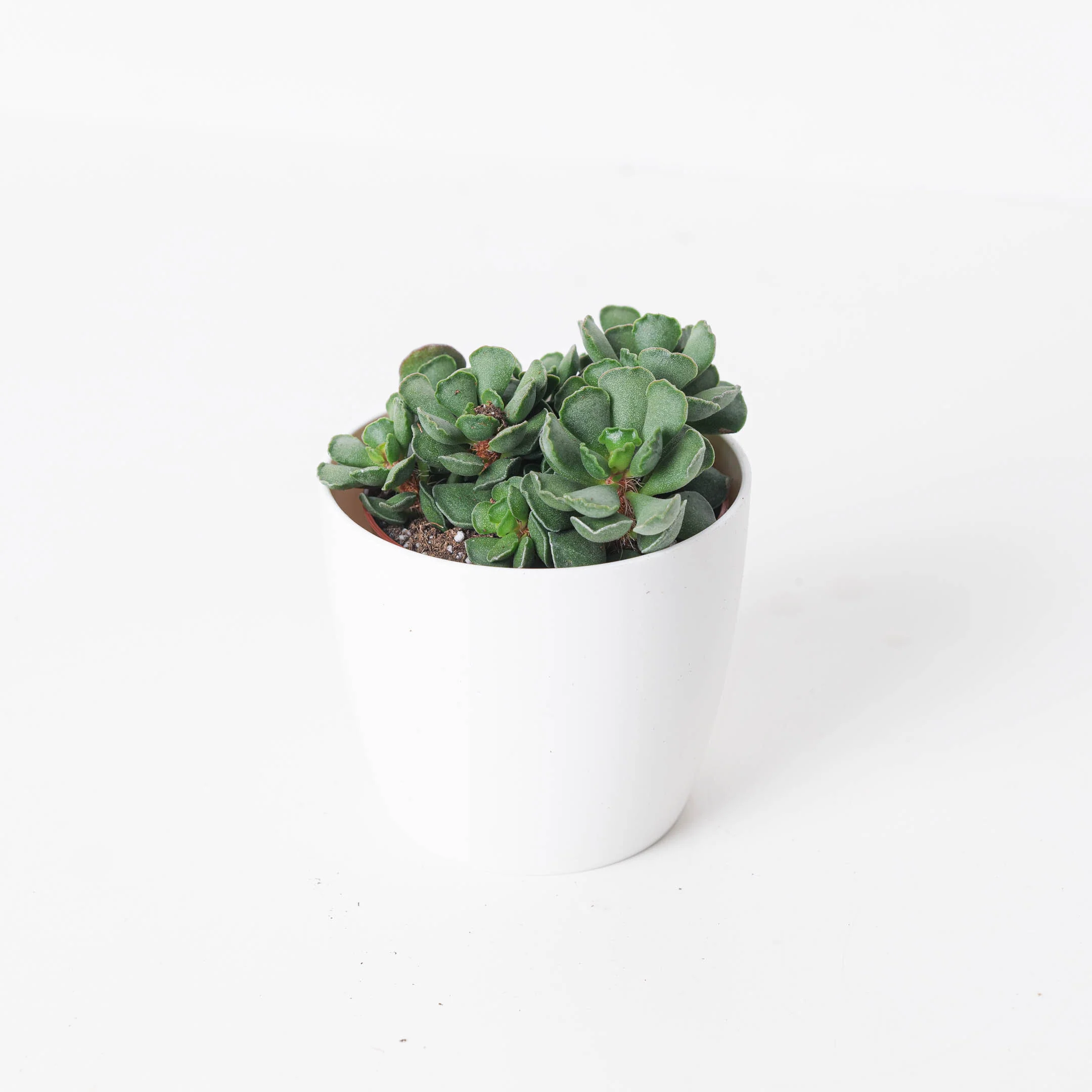 Adromischus cristatus