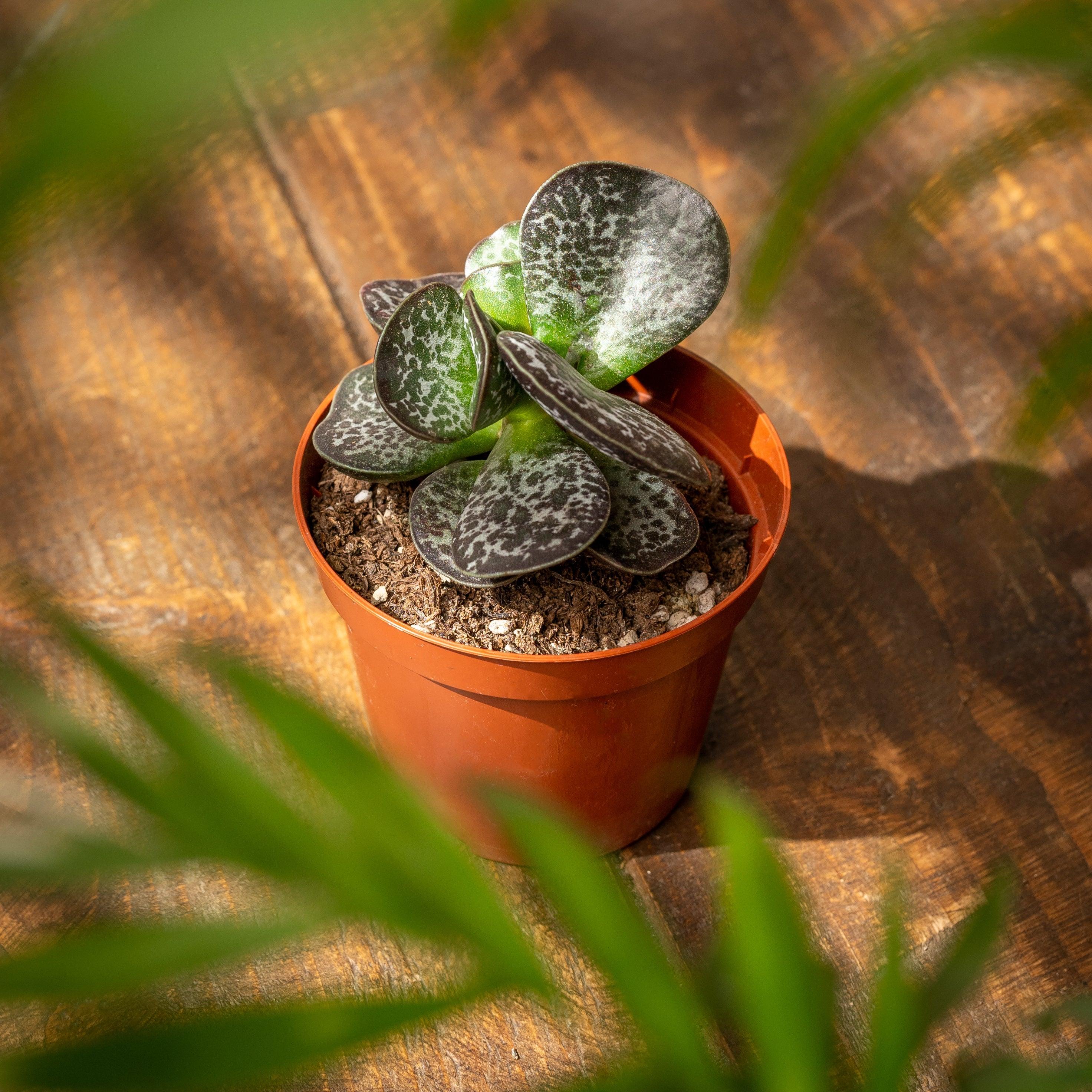 Adromischus Trigynus Calico Hearts