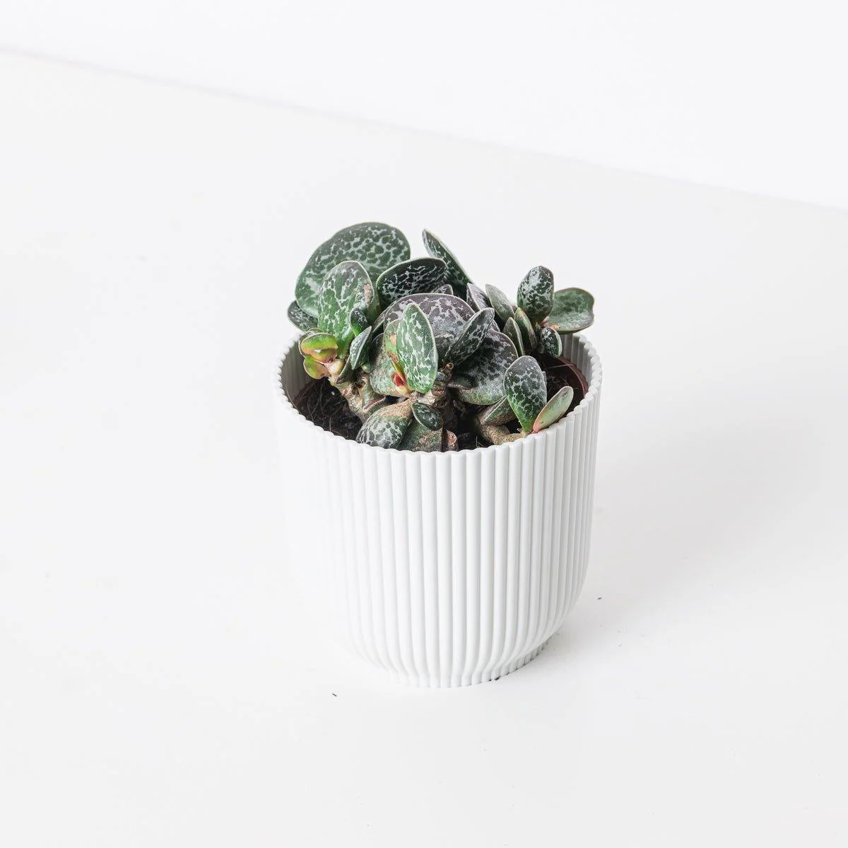 Adromischus Trigynus Calico Hearts - Image 2