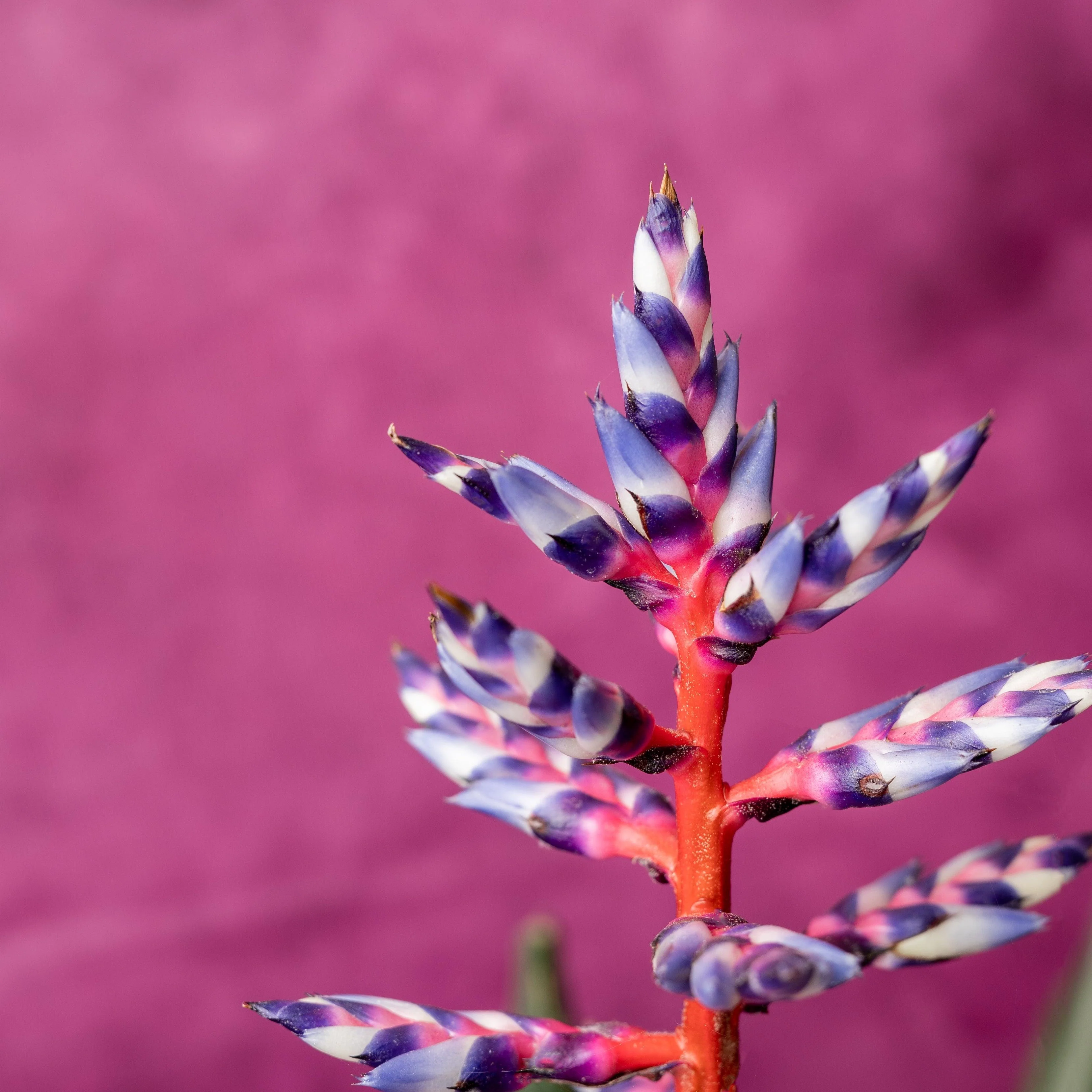 Aechmea Blue Rain