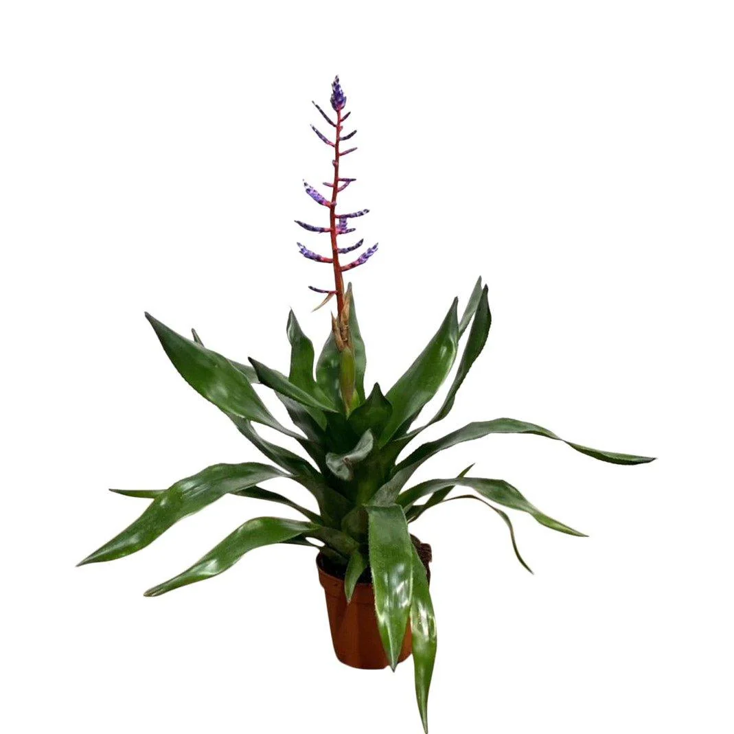 Aechmea Blue Rain - Image 2