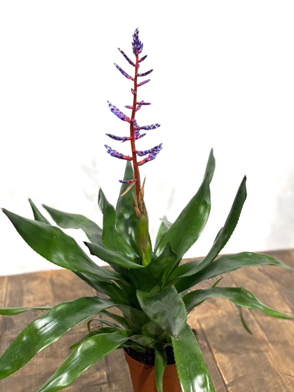 Aechmea Blue Rain - Image 3
