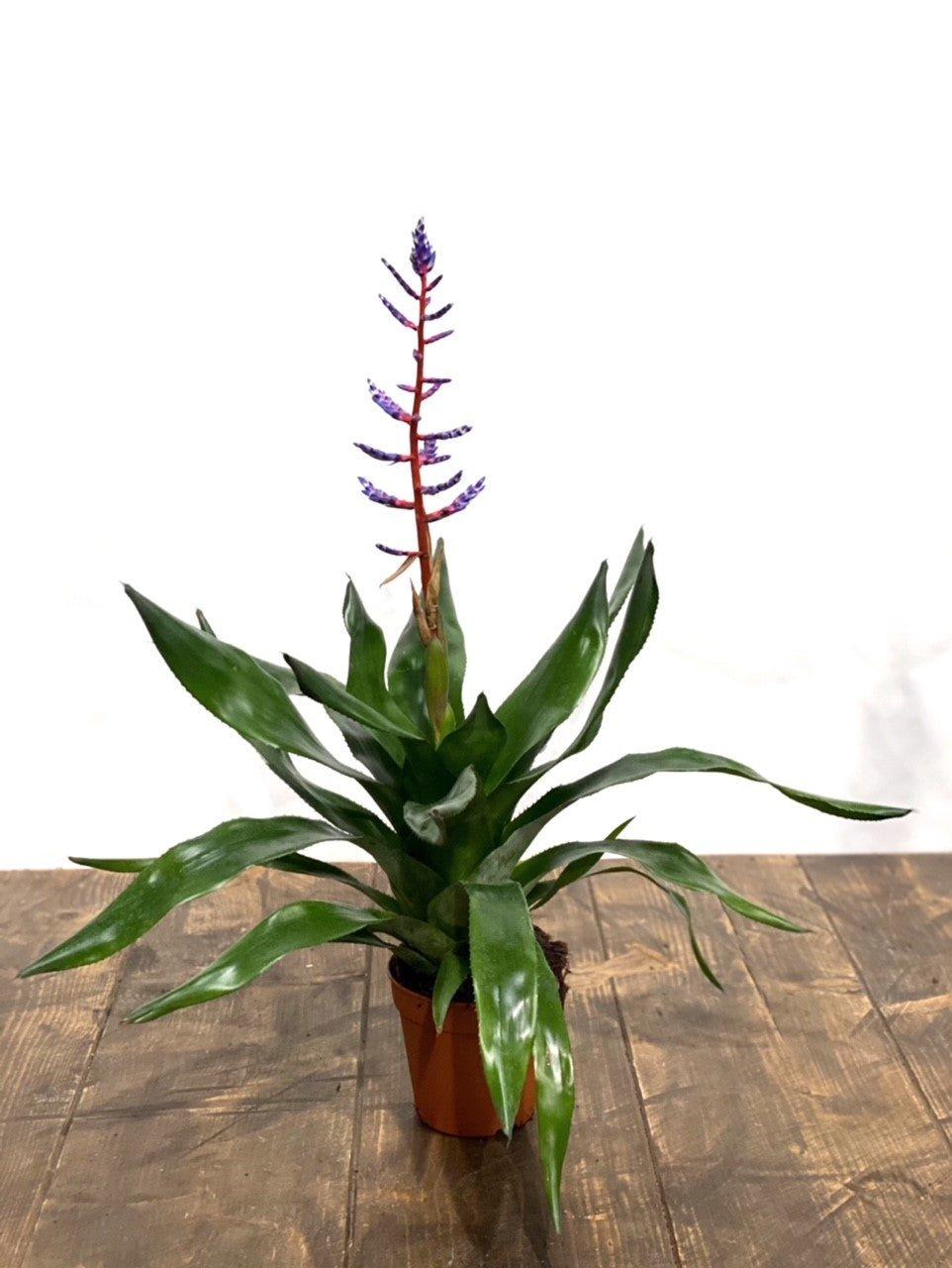 Aechmea Blue Rain - Image 4
