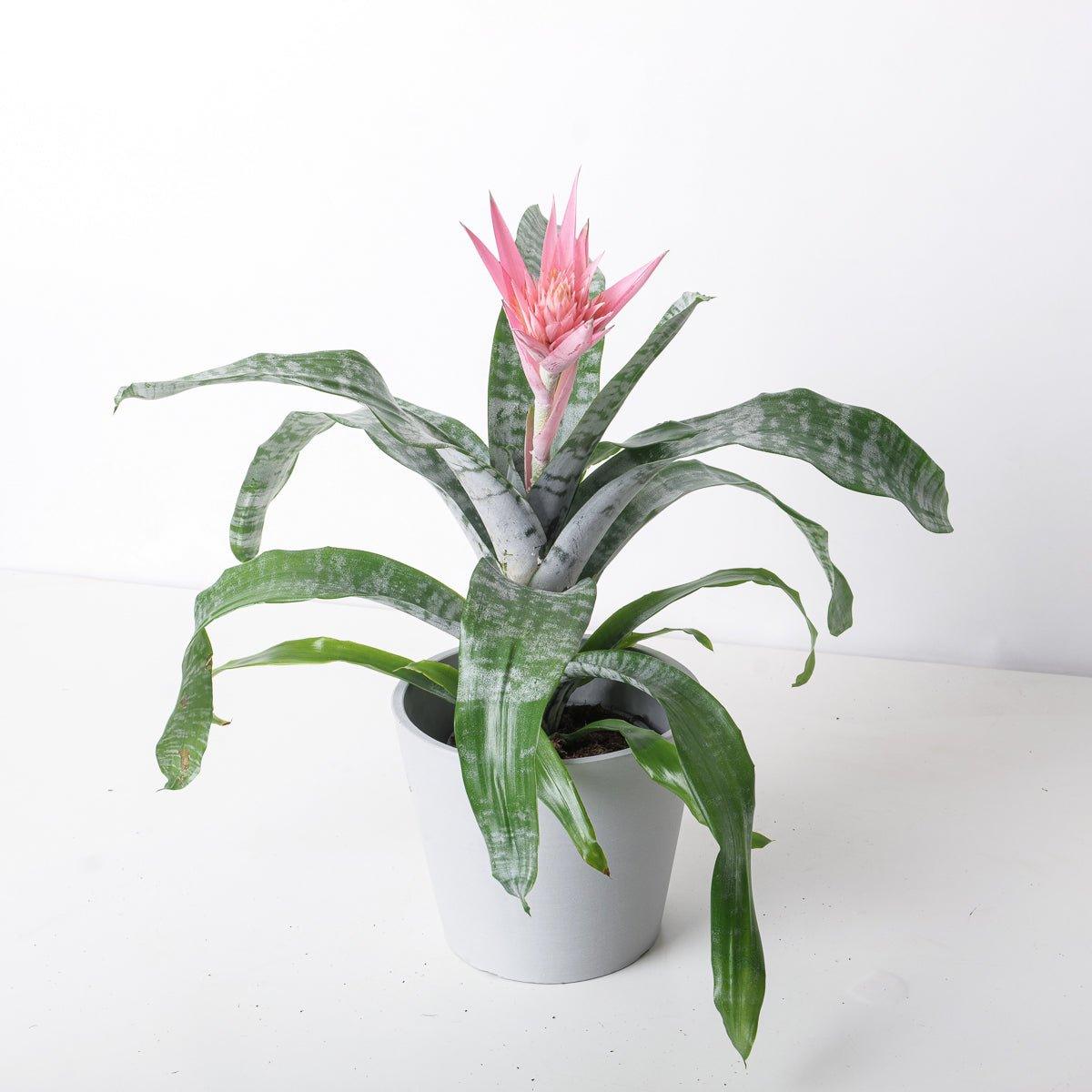 Aechmea fasciata
