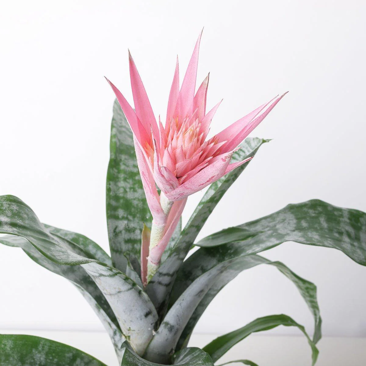 Aechmea fasciata - Image 2