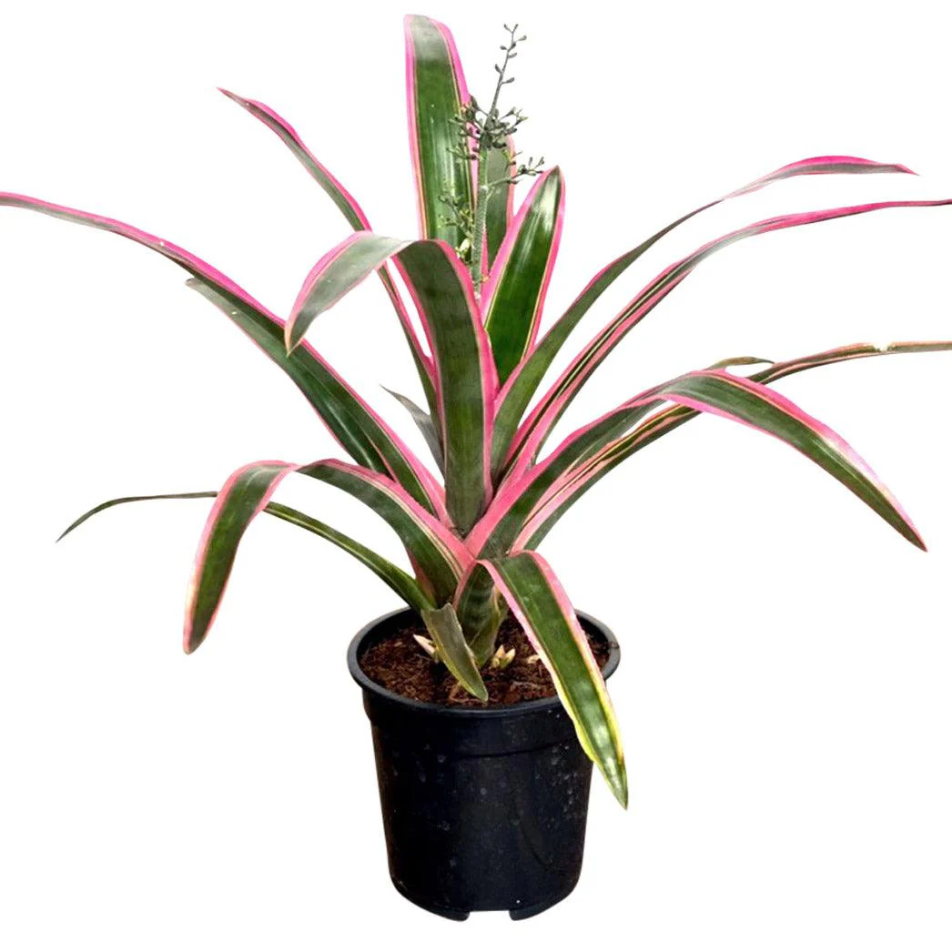 Aechmea Lueddemanniana Mend