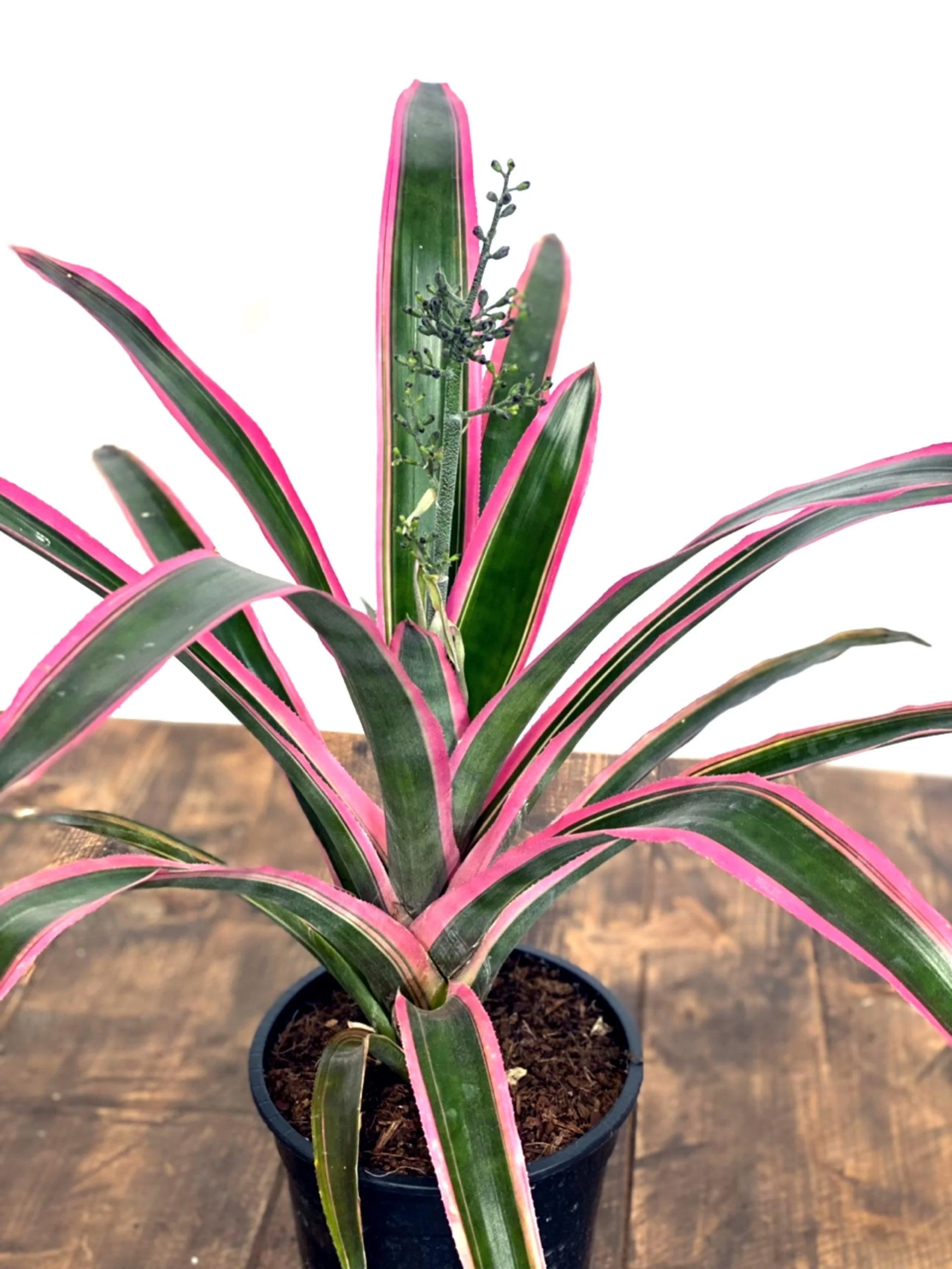 Aechmea Lueddemanniana Mend - Image 2