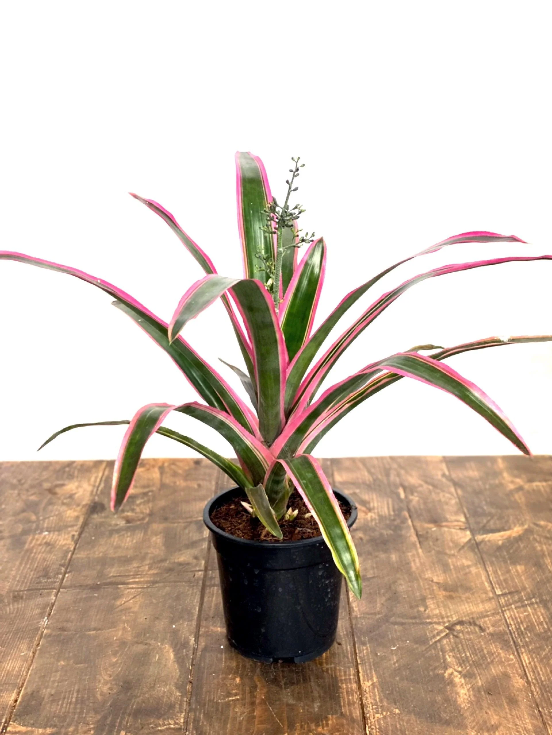 Aechmea Lueddemanniana Mend - Image 3