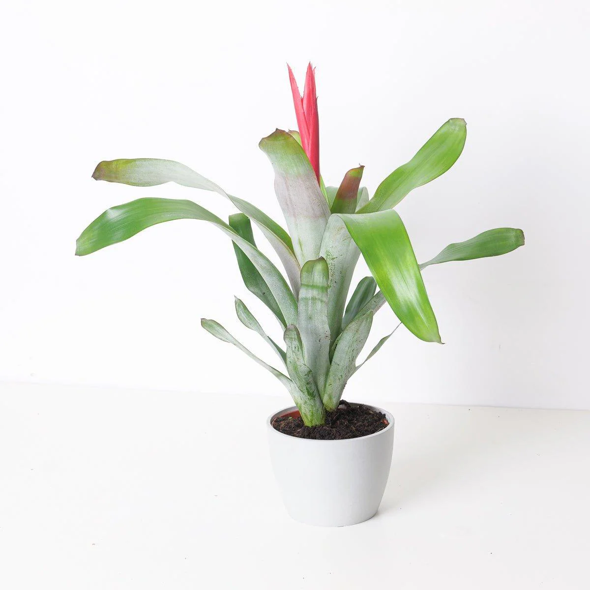 Aechmea 'Pink Flower'