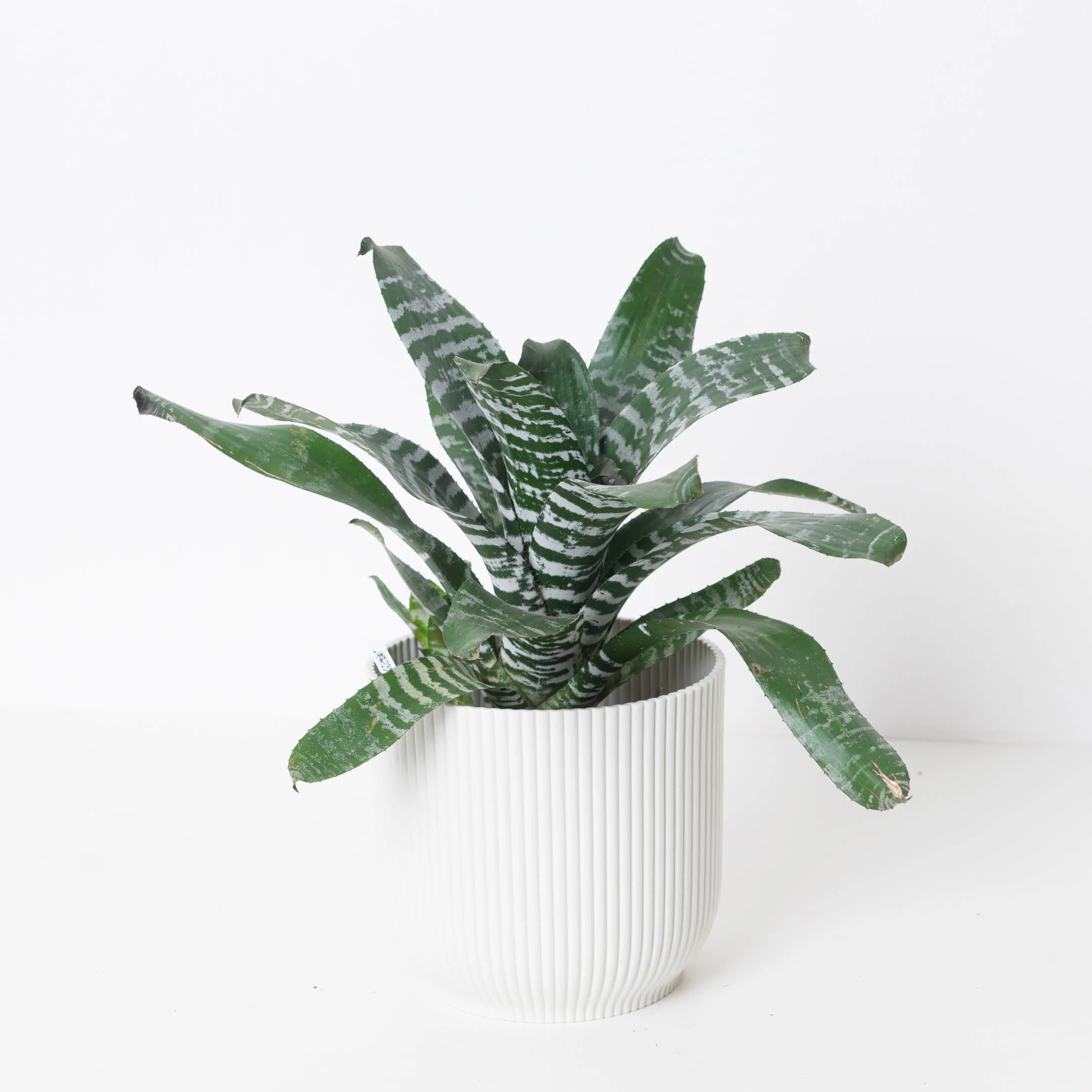 Aechmea Rebecca