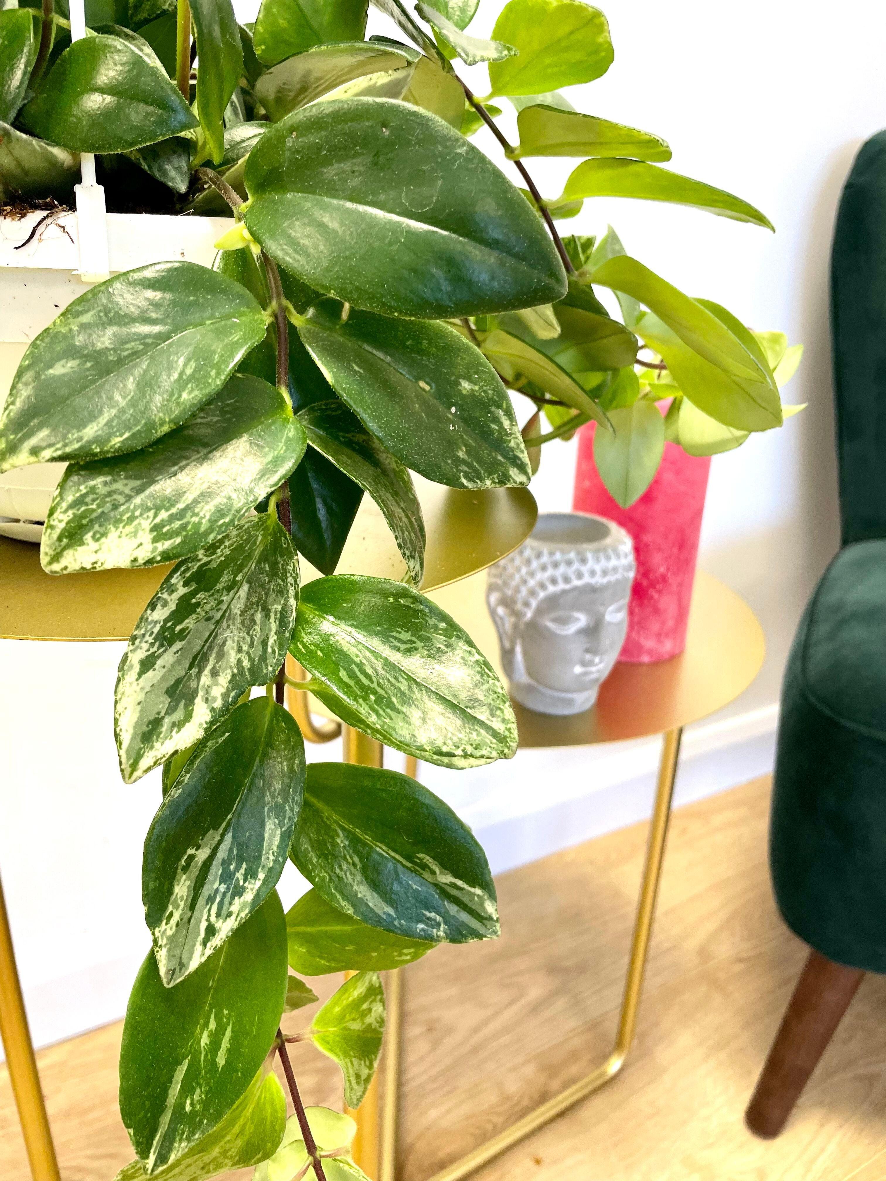 Aeschynanthus Variegata | Lipstick Plant