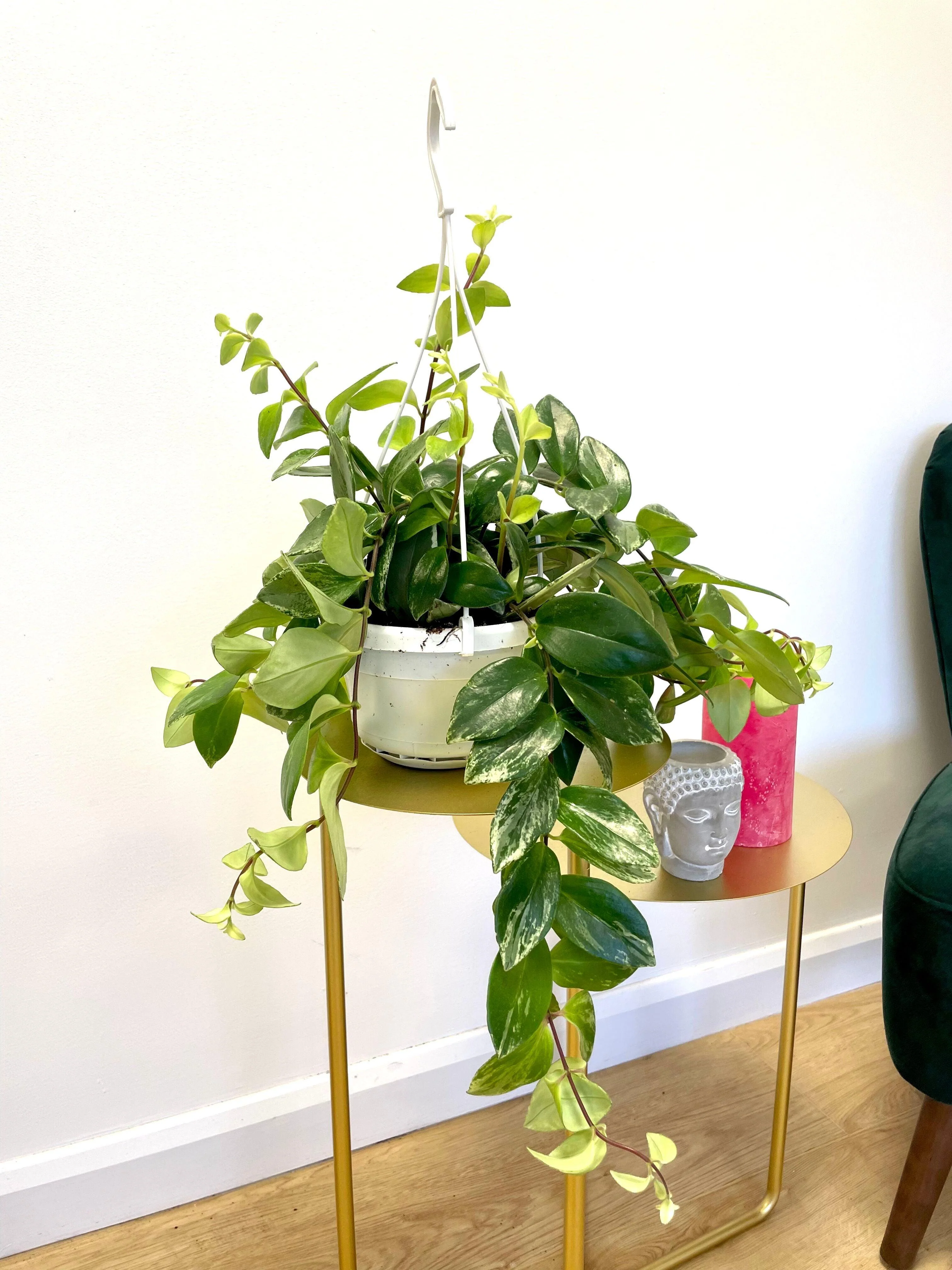 Aeschynanthus Variegata | Lipstick Plant - Image 2
