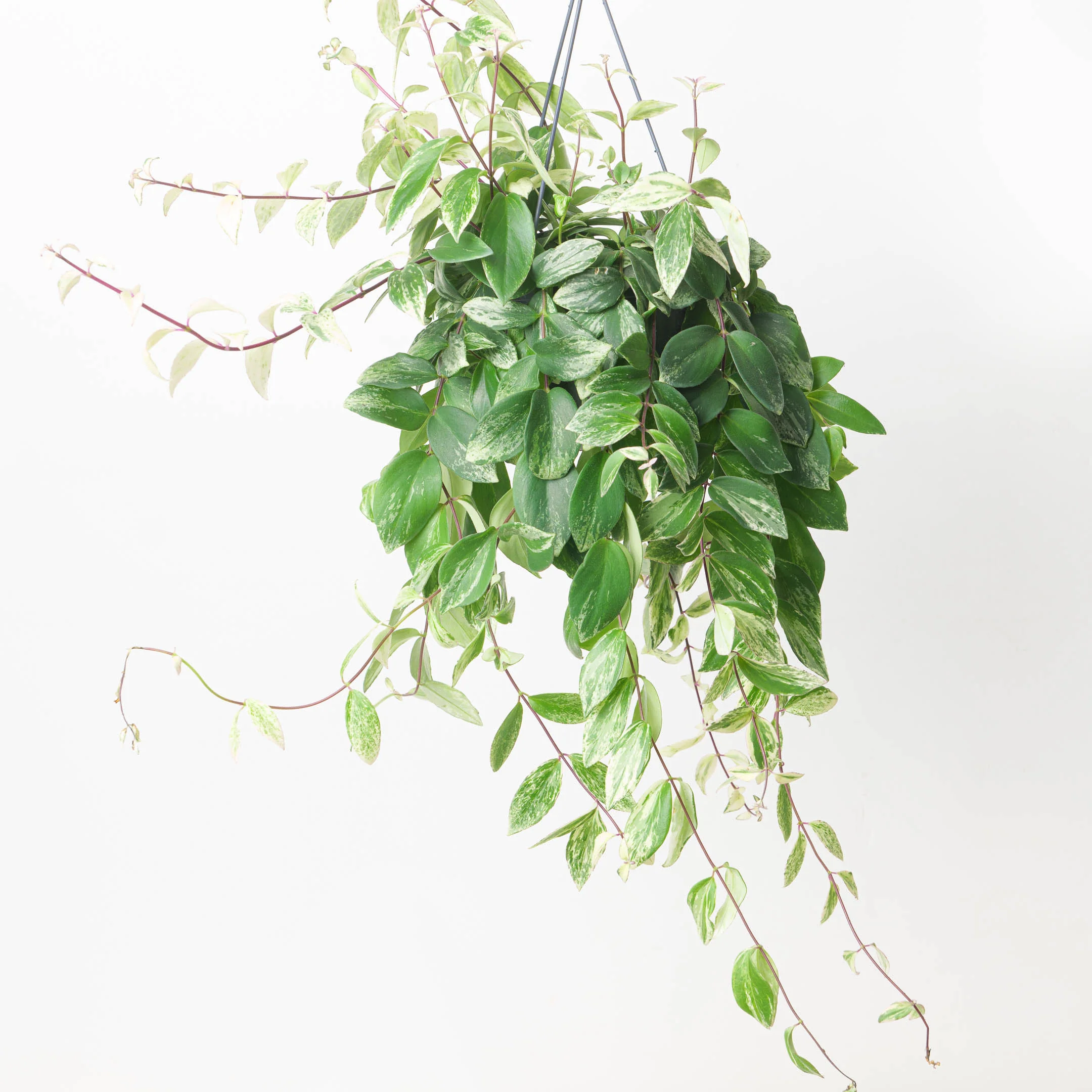 Aeschynanthus Variegated - Image 3