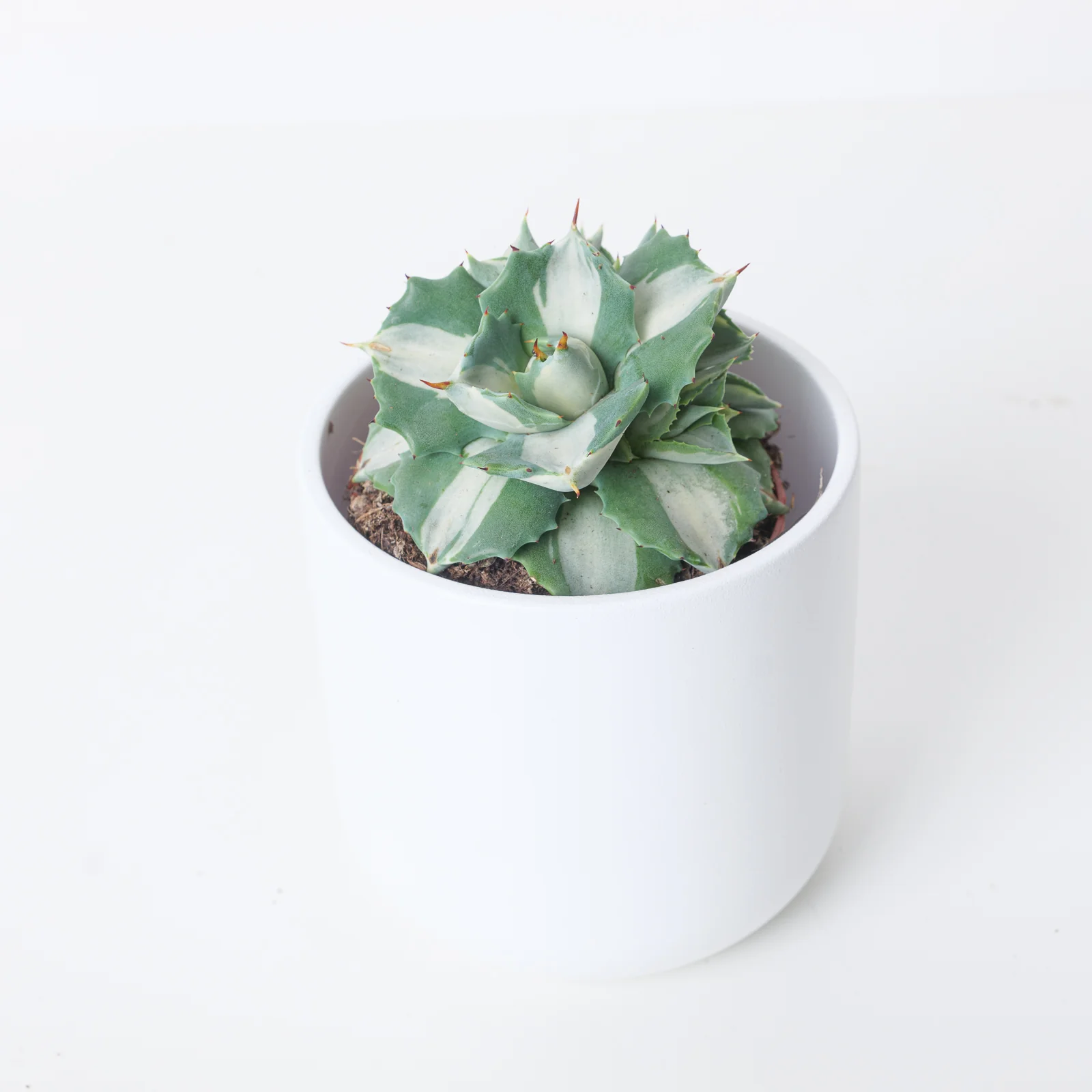 Agave potatorum Ouji-Raijin variegated