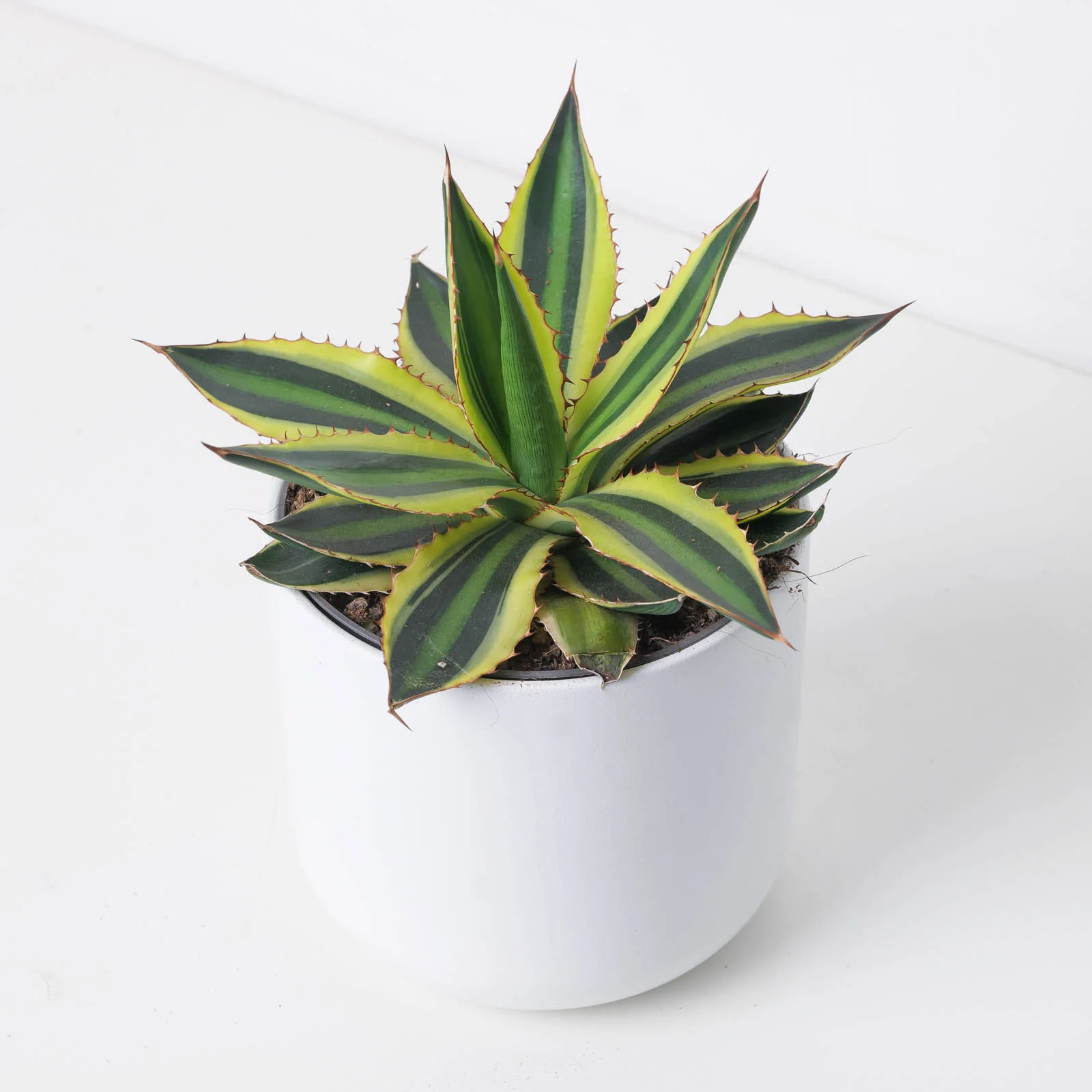 Agave Quadricolor