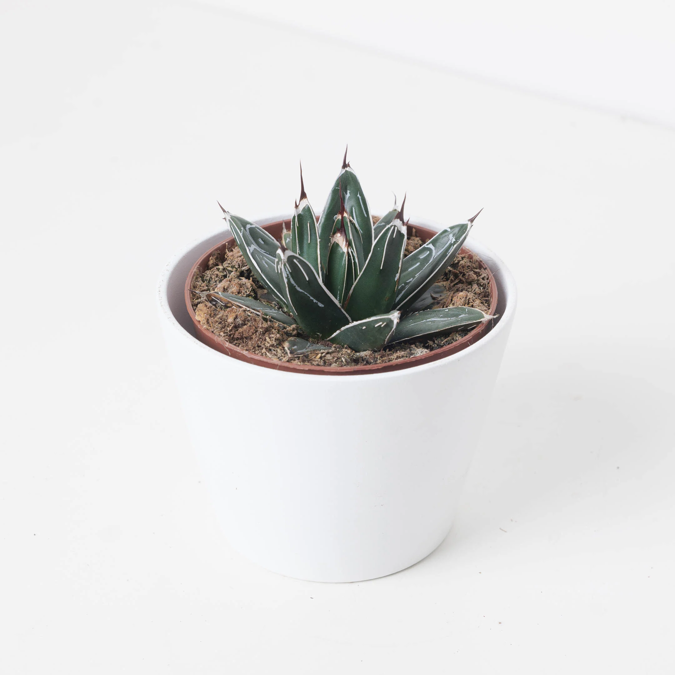 Agave victoriae-reginae | Queen Victoria Agave