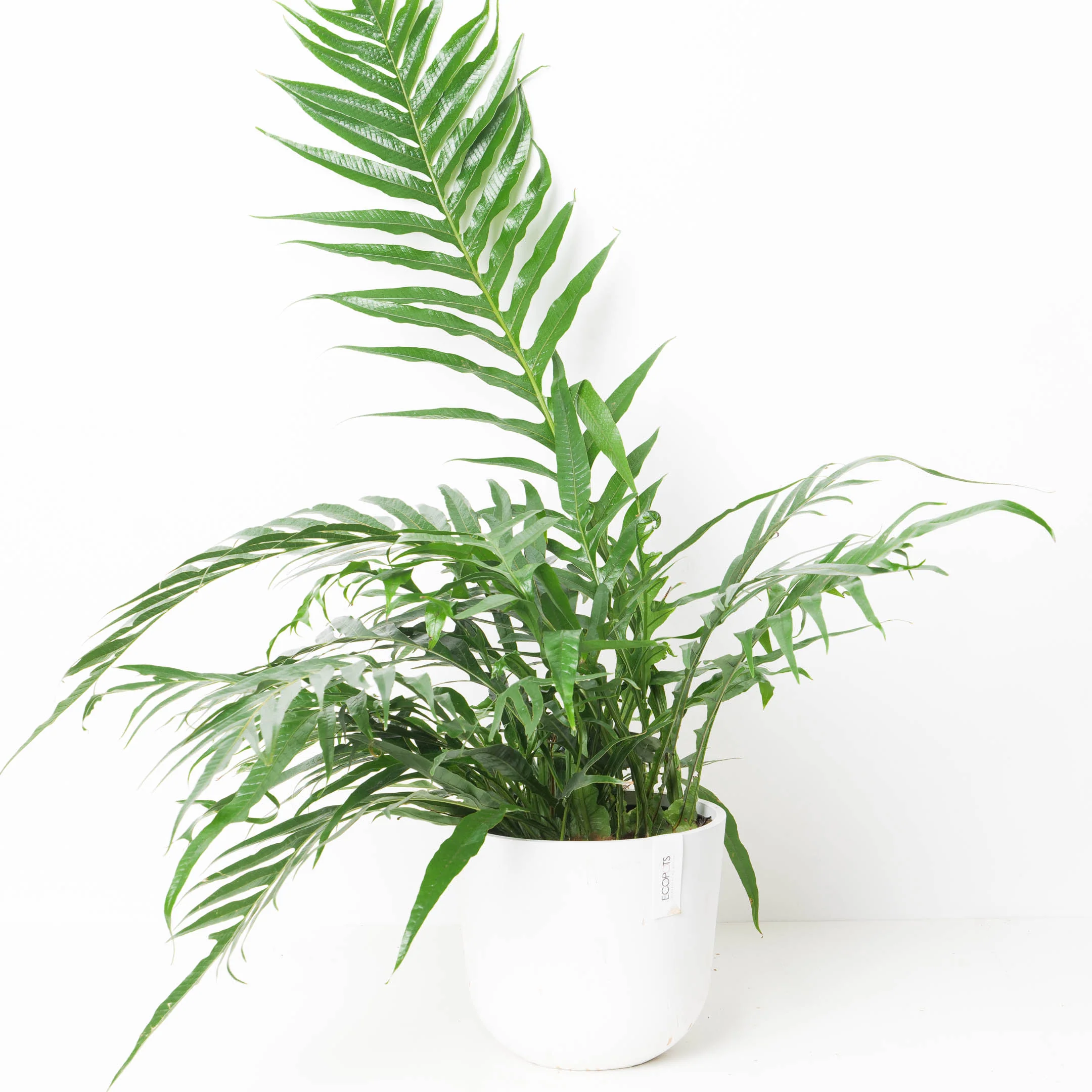 Aglaomorpha Coronans | House Plant