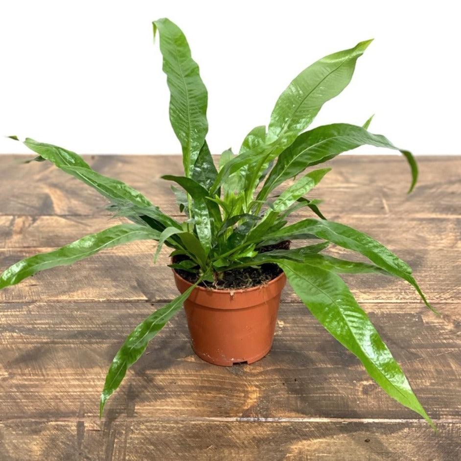 Aglaomorpha Coronans | House Plant - Image 2