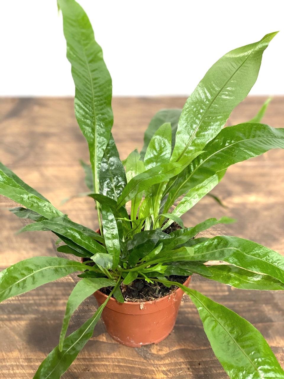 Aglaomorpha Coronans | House Plant - Image 3