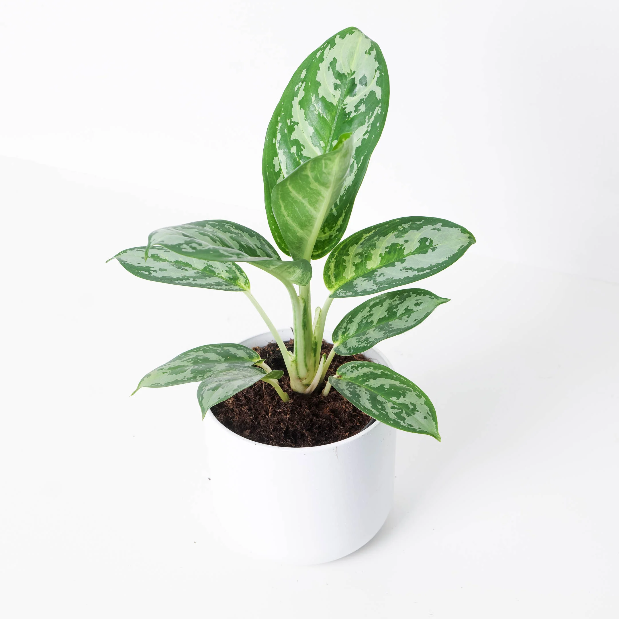 Aglaonema 'Amazon Silver'
