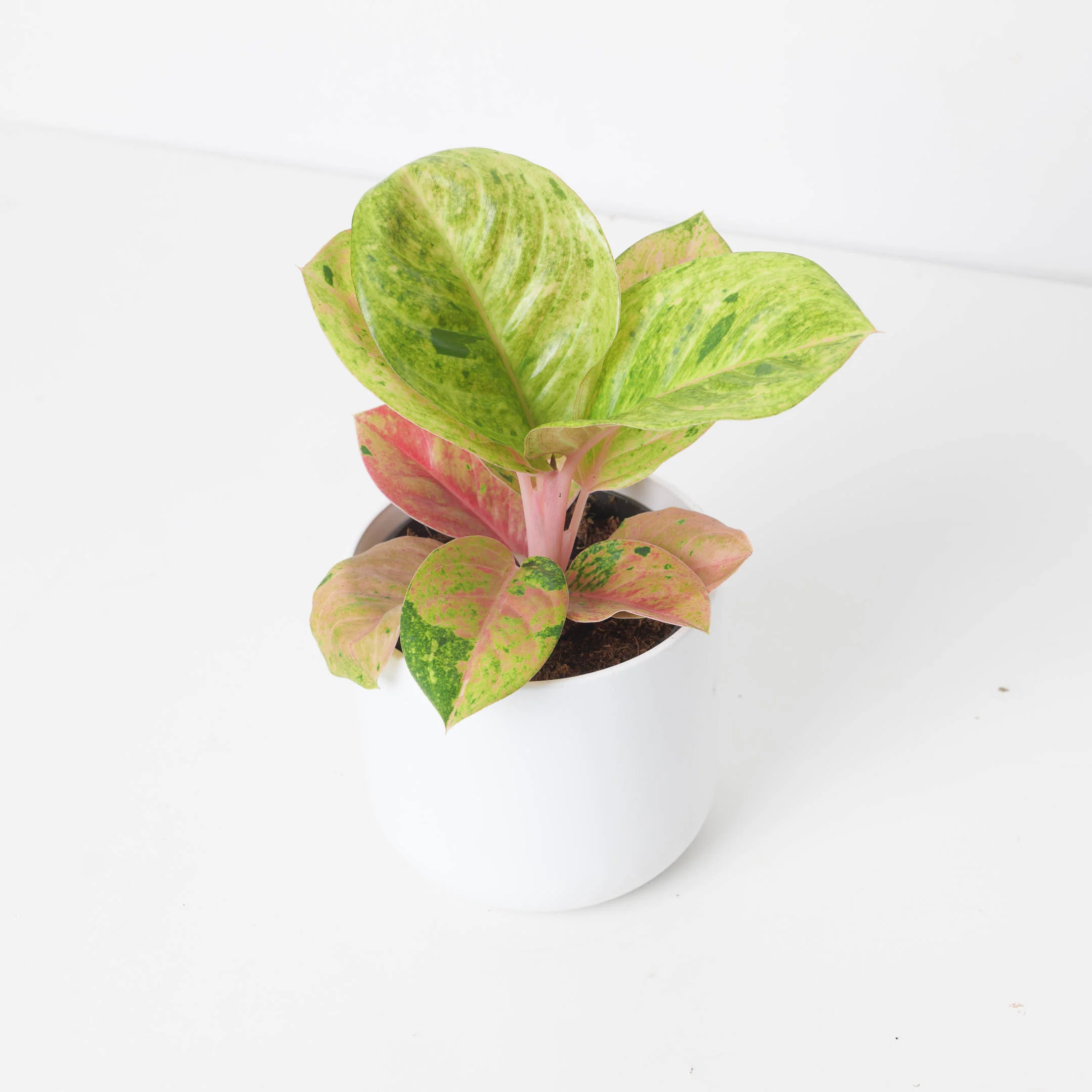 Aglaonema 'Apple Fantasy'