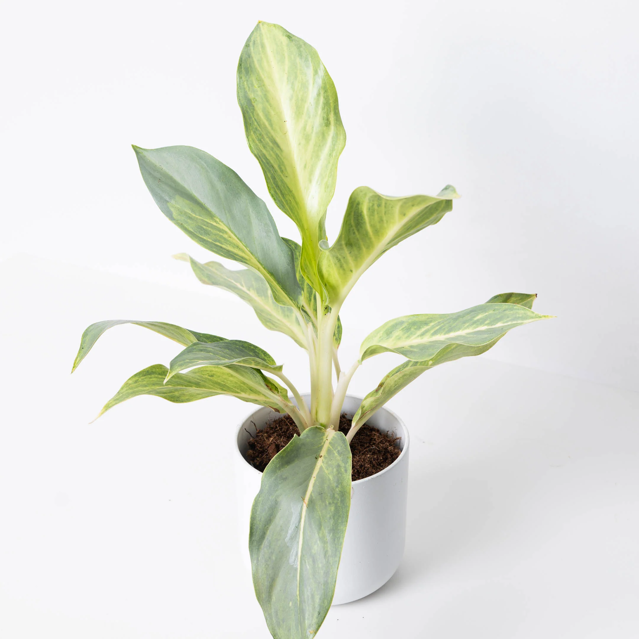 Aglaonema 'Aqua Green'