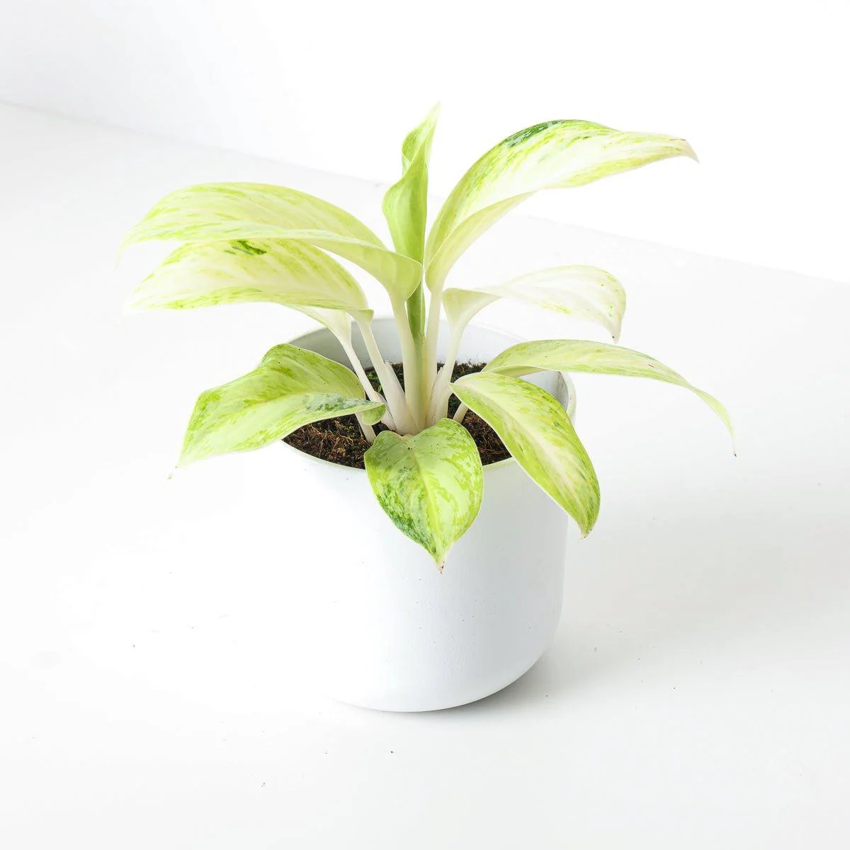 Aglaonema Arctic Lime