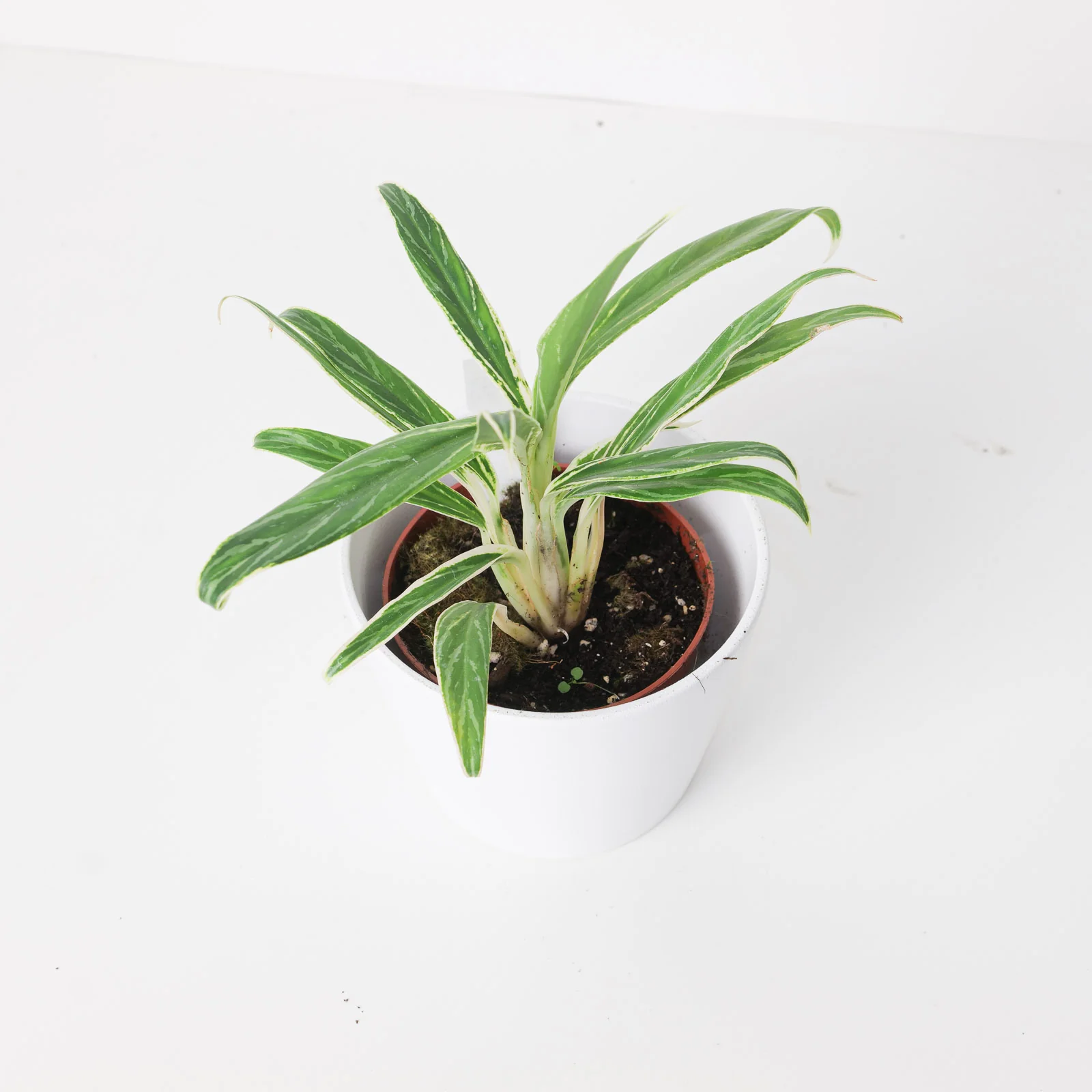 Aglaonema 'Bamboo'