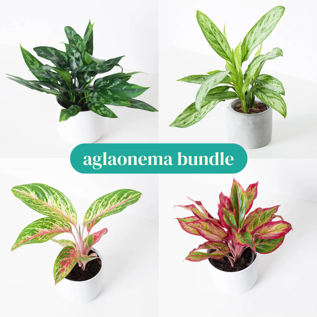Aglaonema Bundle