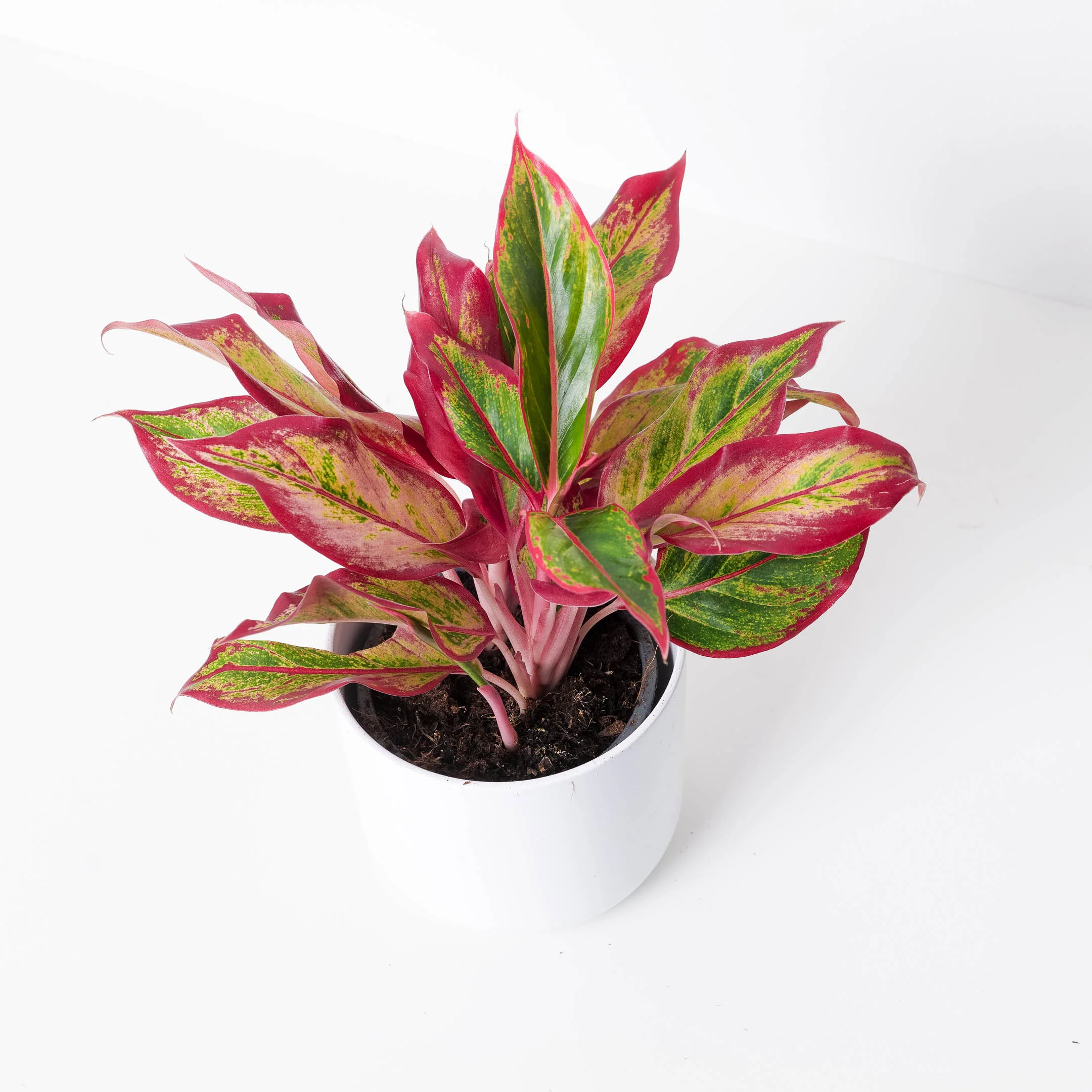 Aglaonema Bundle - Image 2