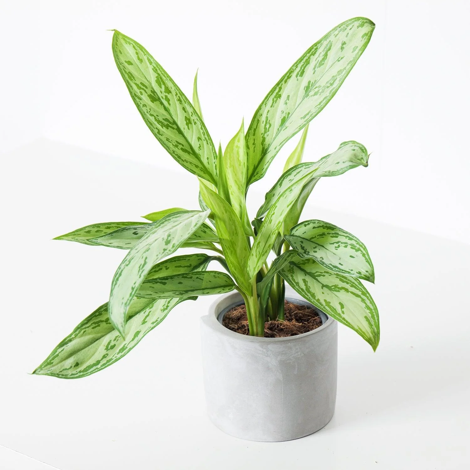 Aglaonema Bundle - Image 4