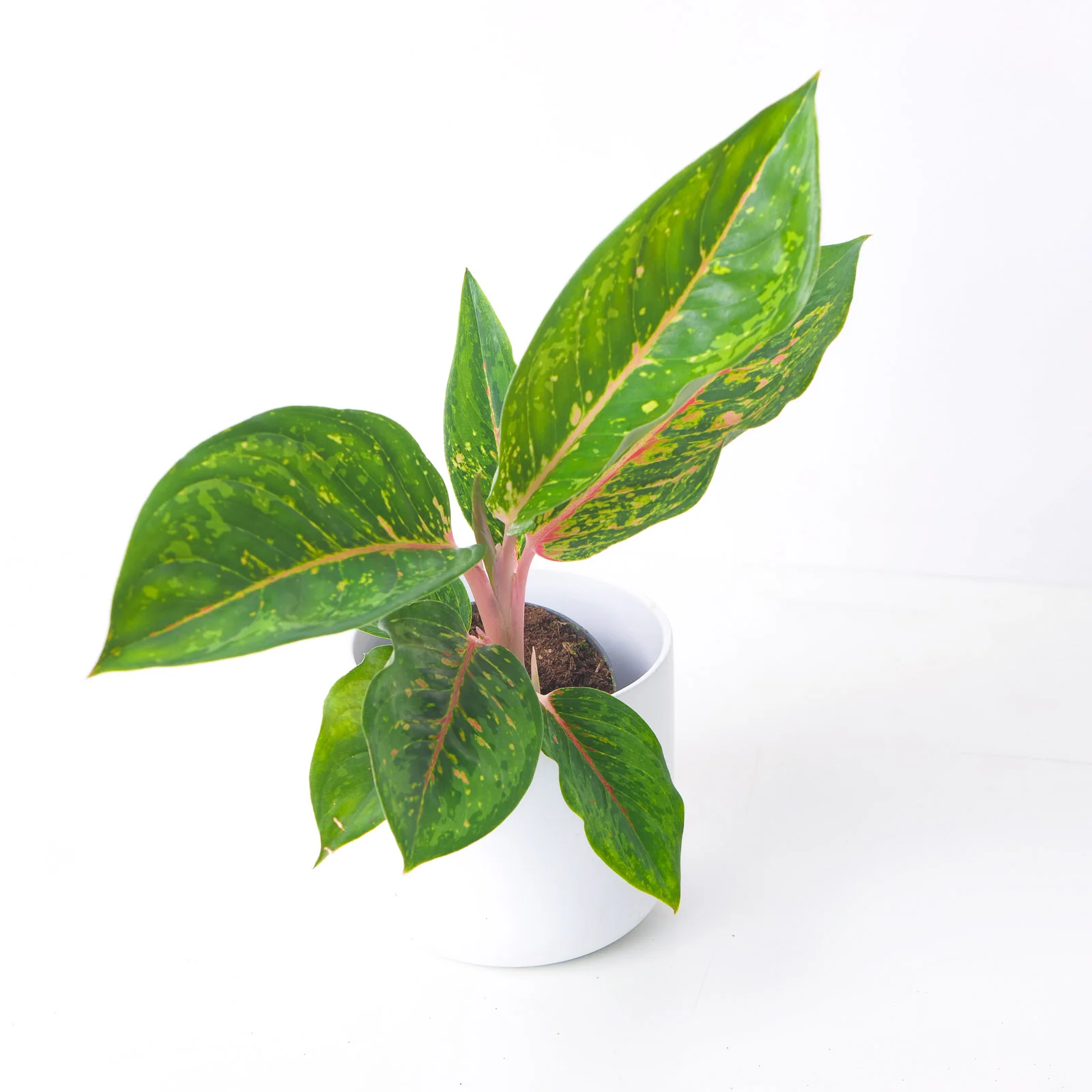 Aglaonema Camo Rubina
