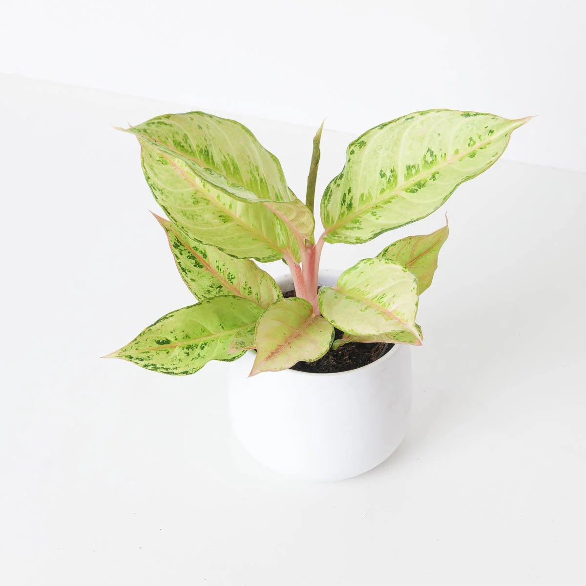 Aglaonema Chartreuse Pretty